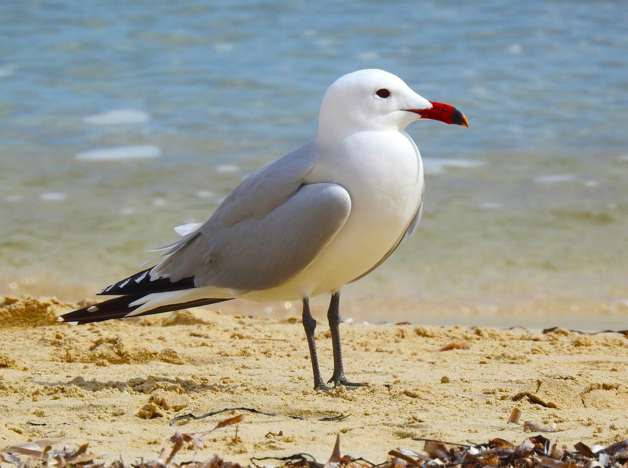 Gaviota de Audouin