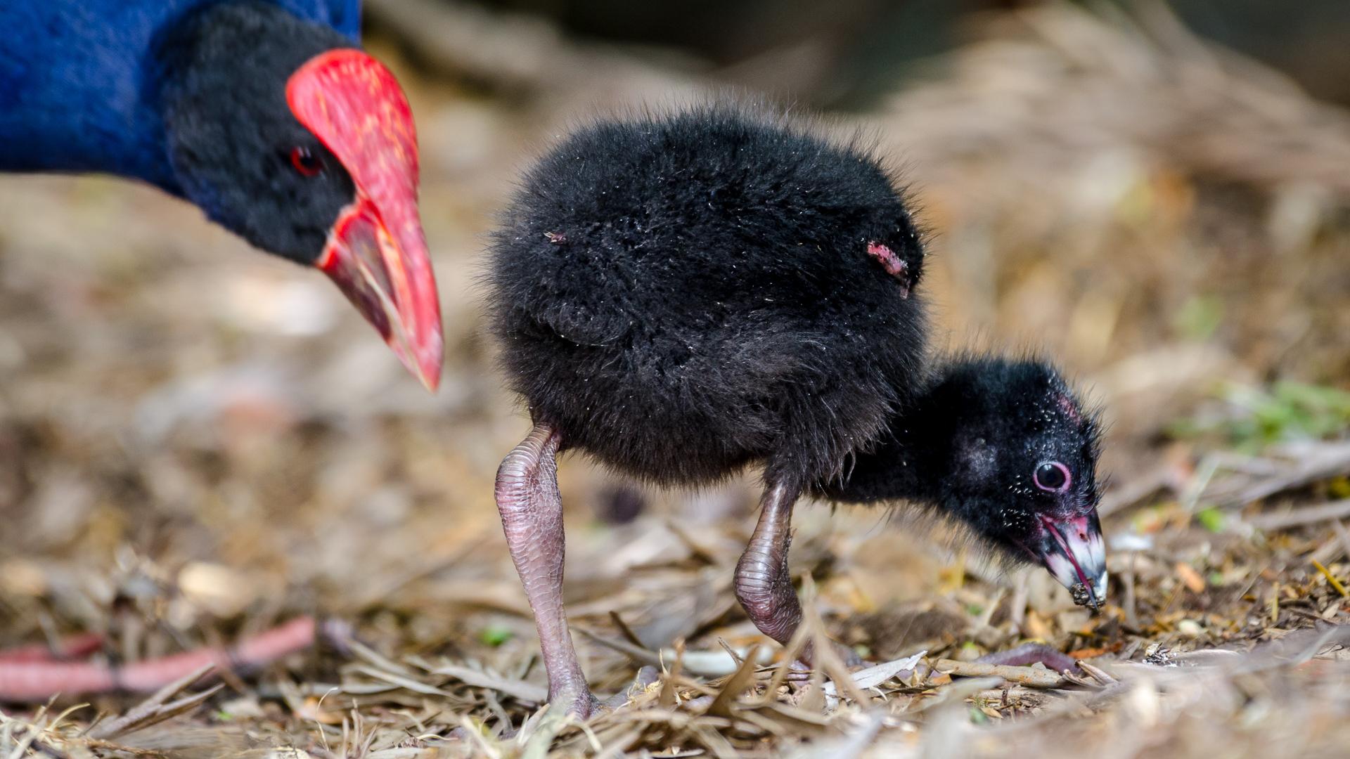 Calamón pukeko
