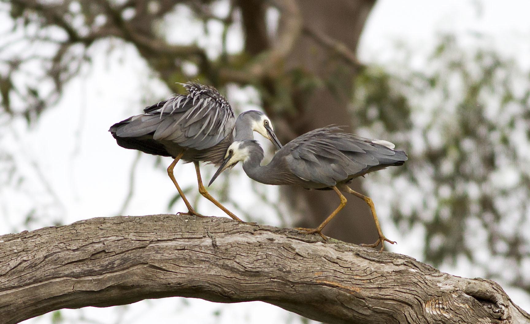 White-faced Heron