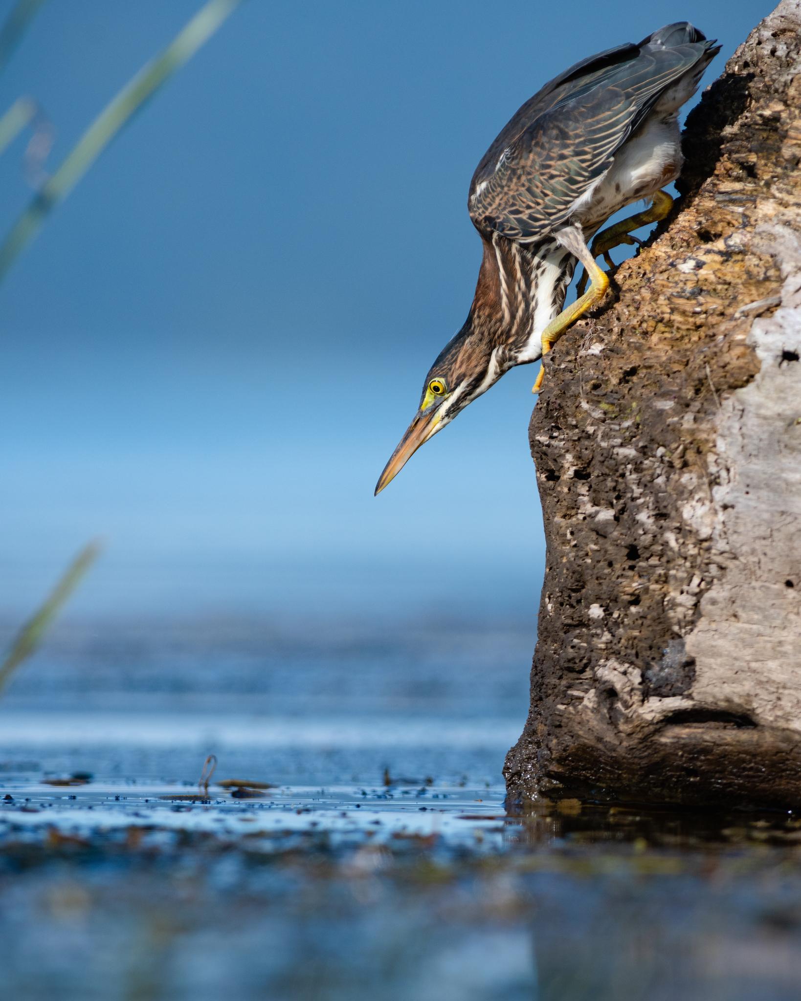Garzas, garcetas, garcillas y martinetes