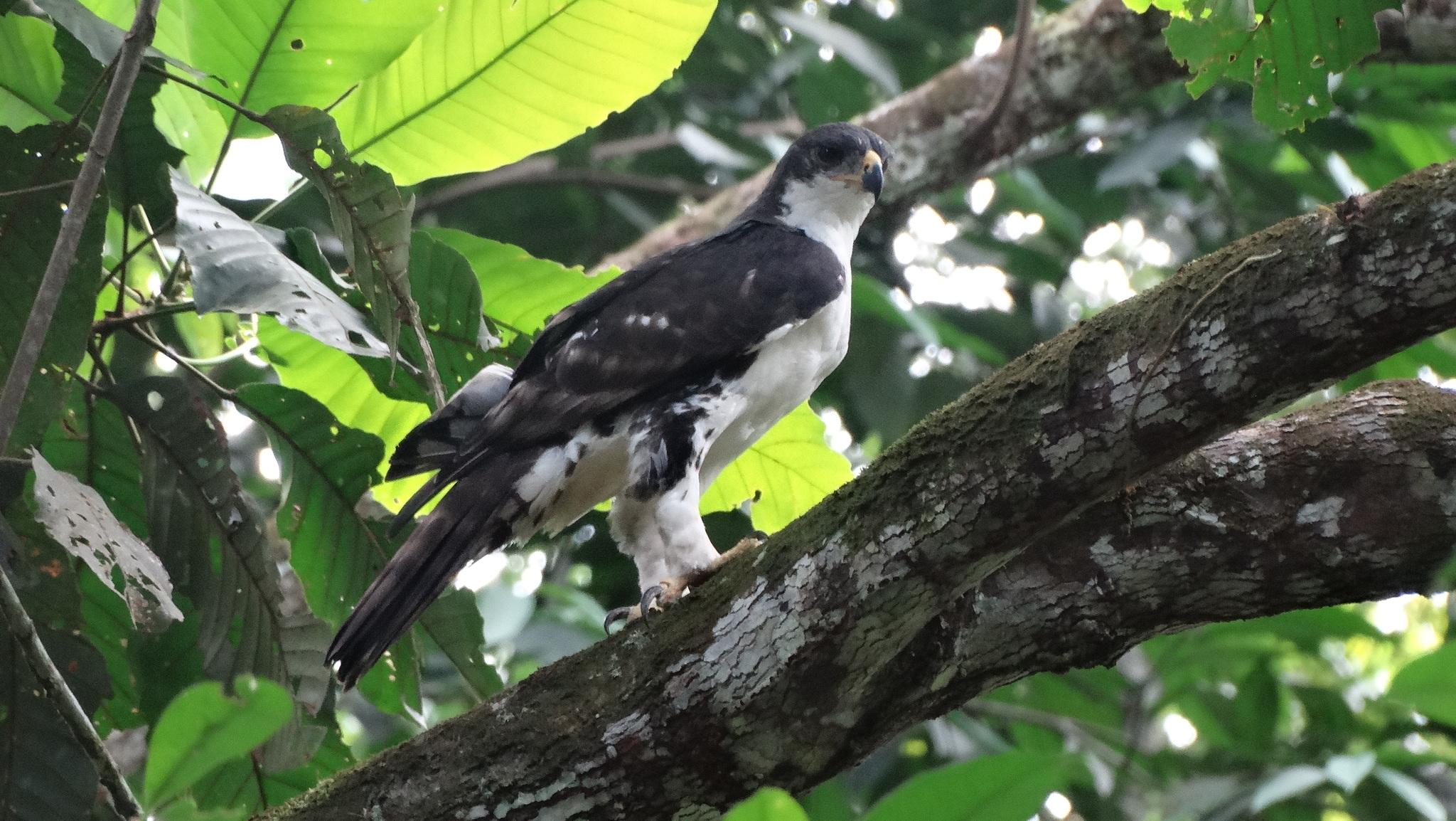 Águila congoleña
