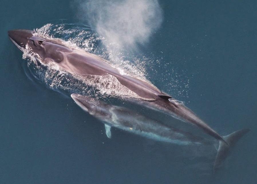 Ballena de Sei
