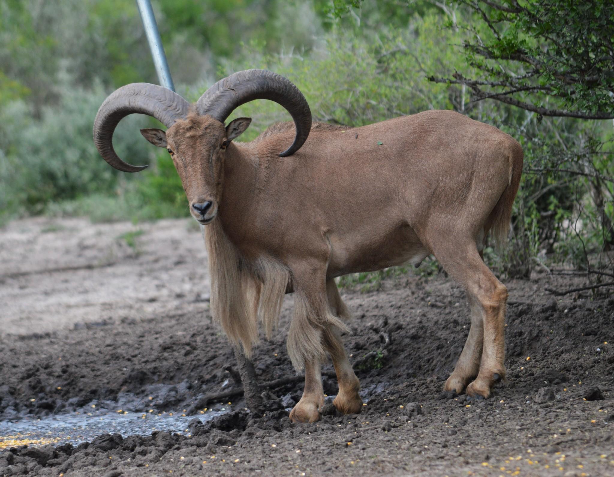 Borrego Aoudad