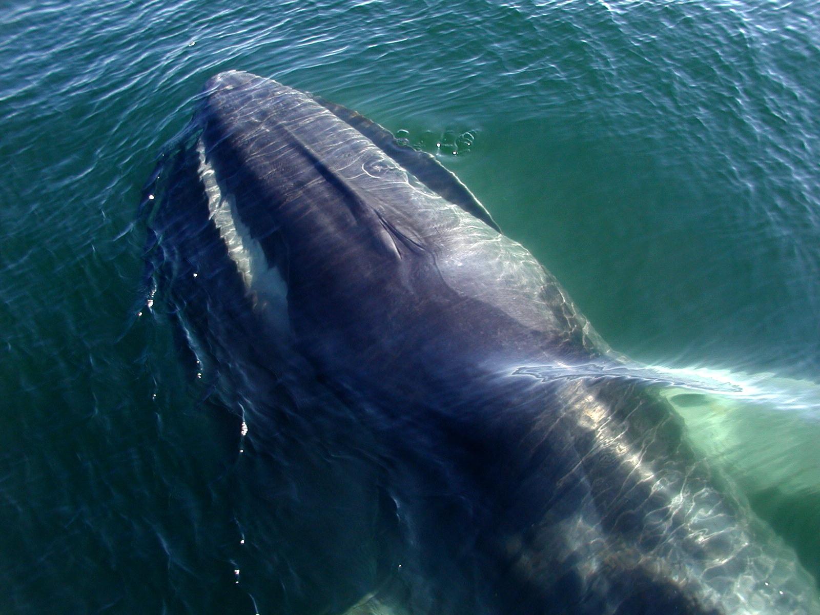 Ballena de aleta