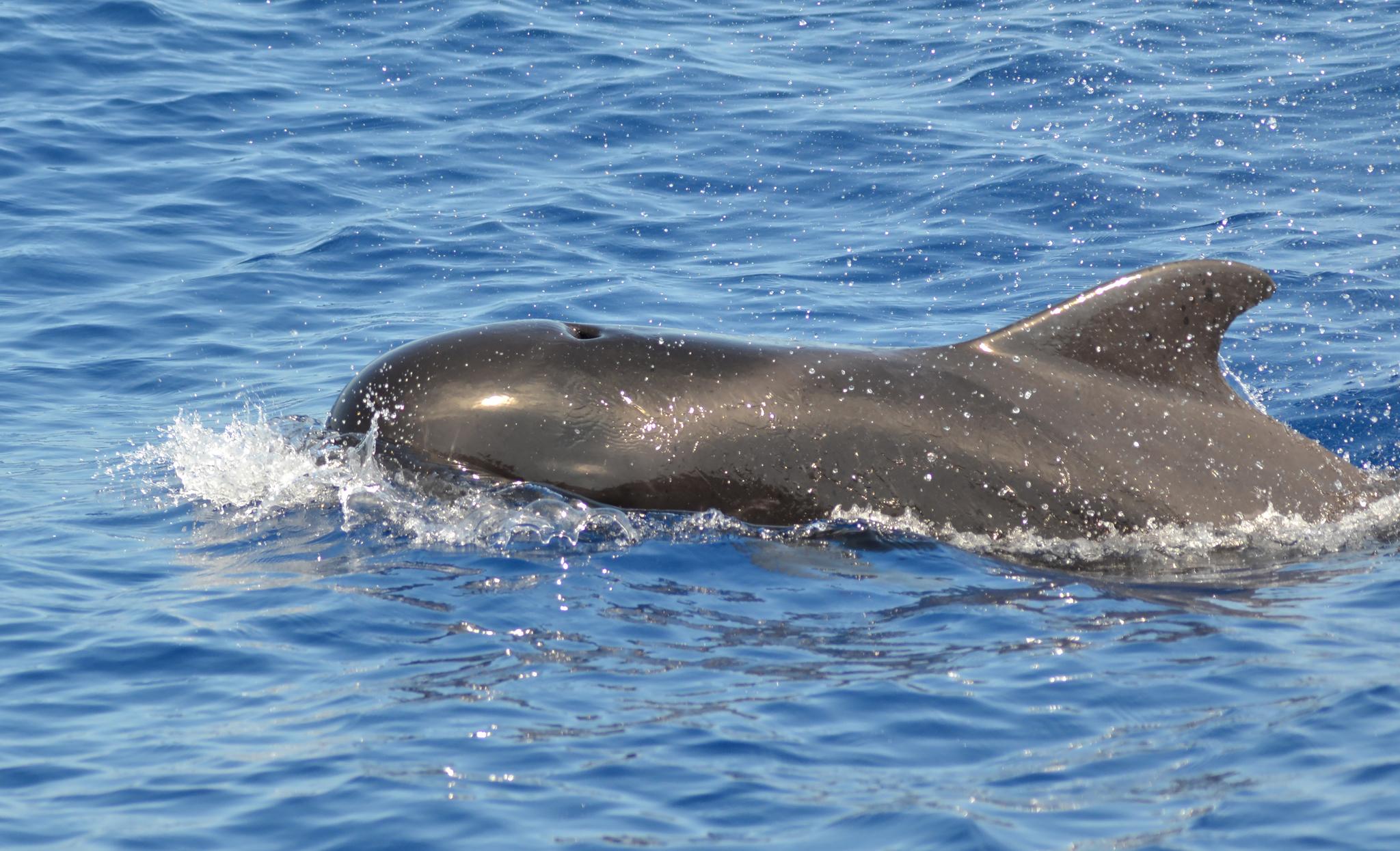 Ballena piloto