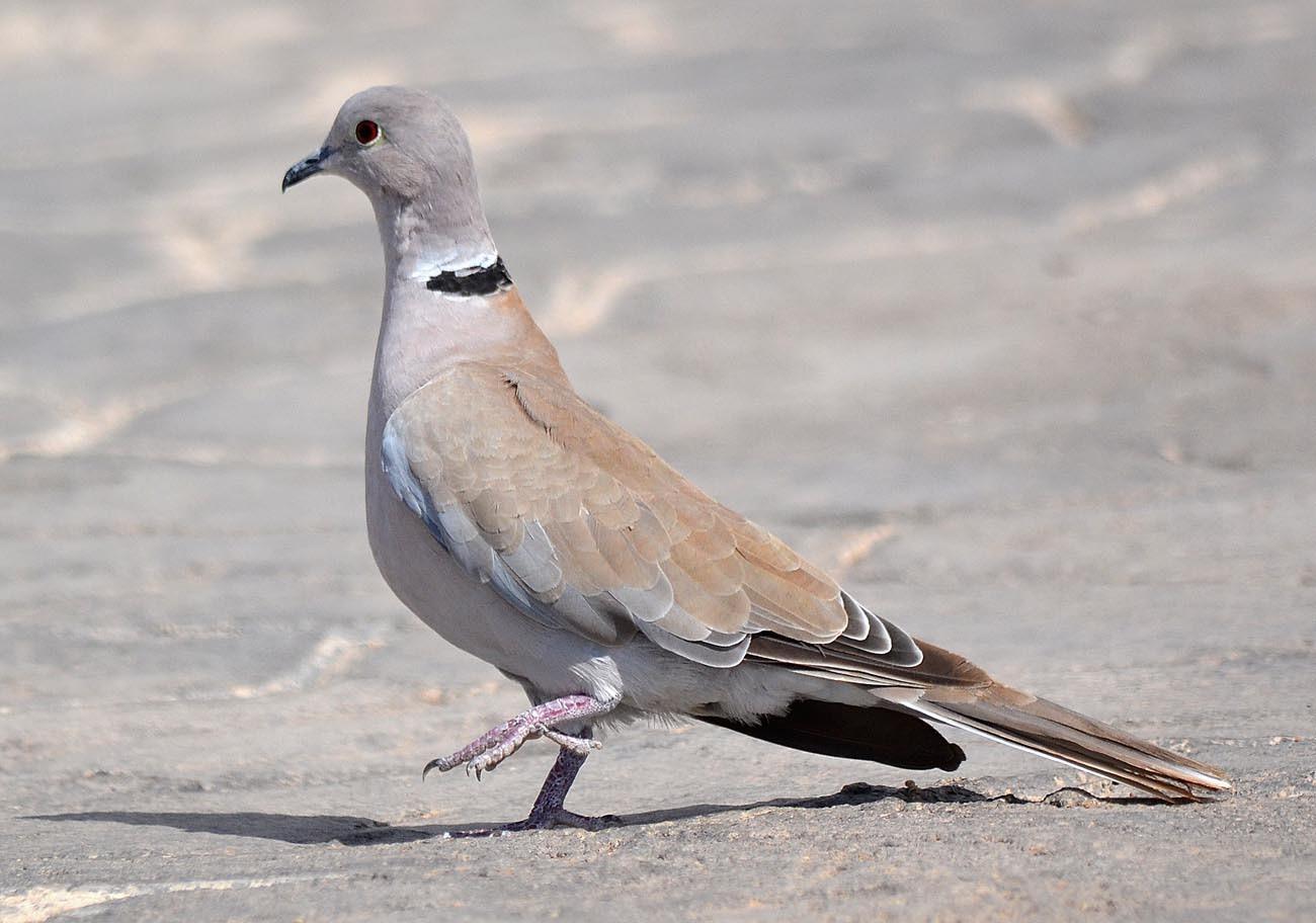 African Collared-Dove
