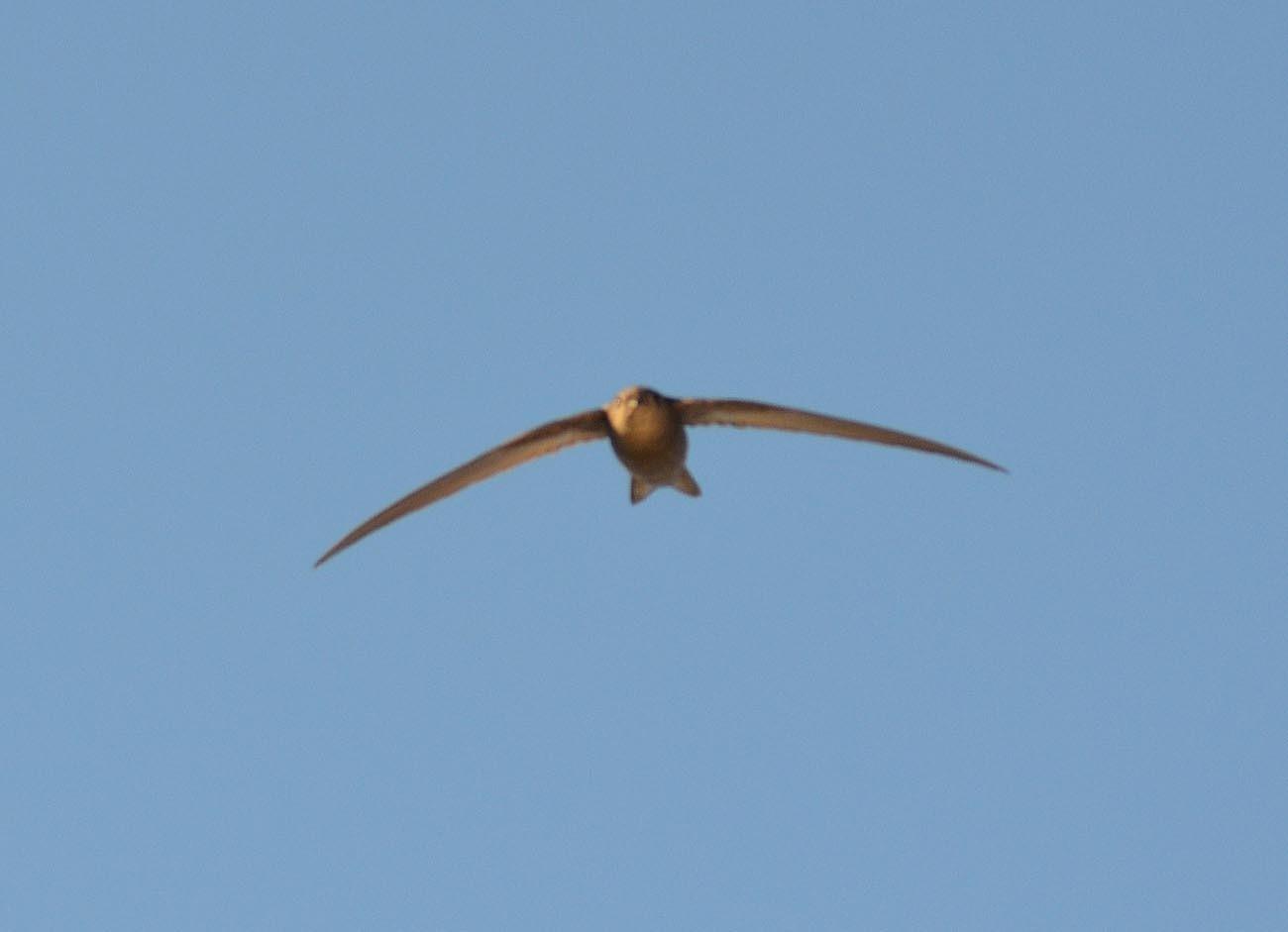 Vencejo unicolor
