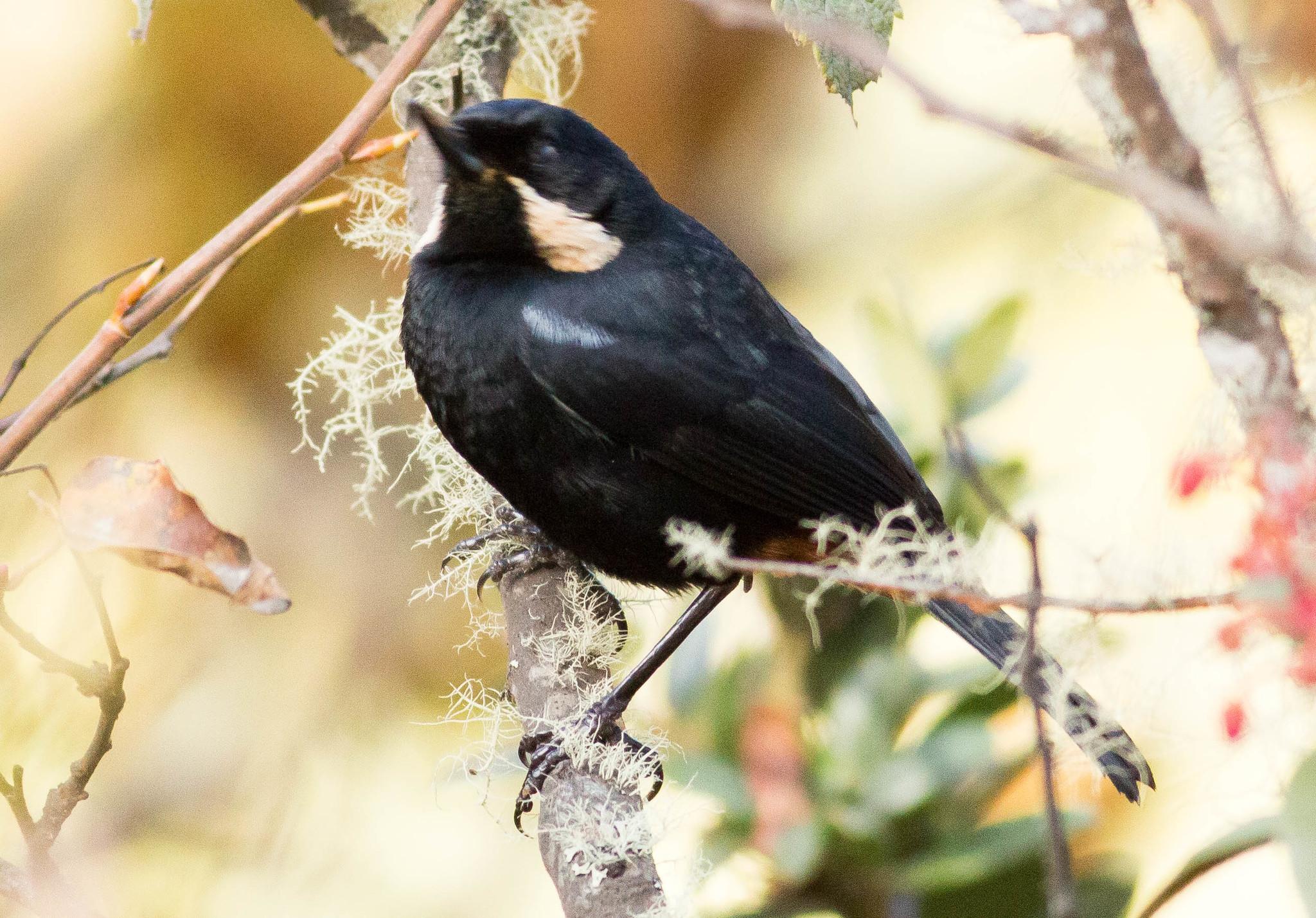 Moustached Flowerpiercer