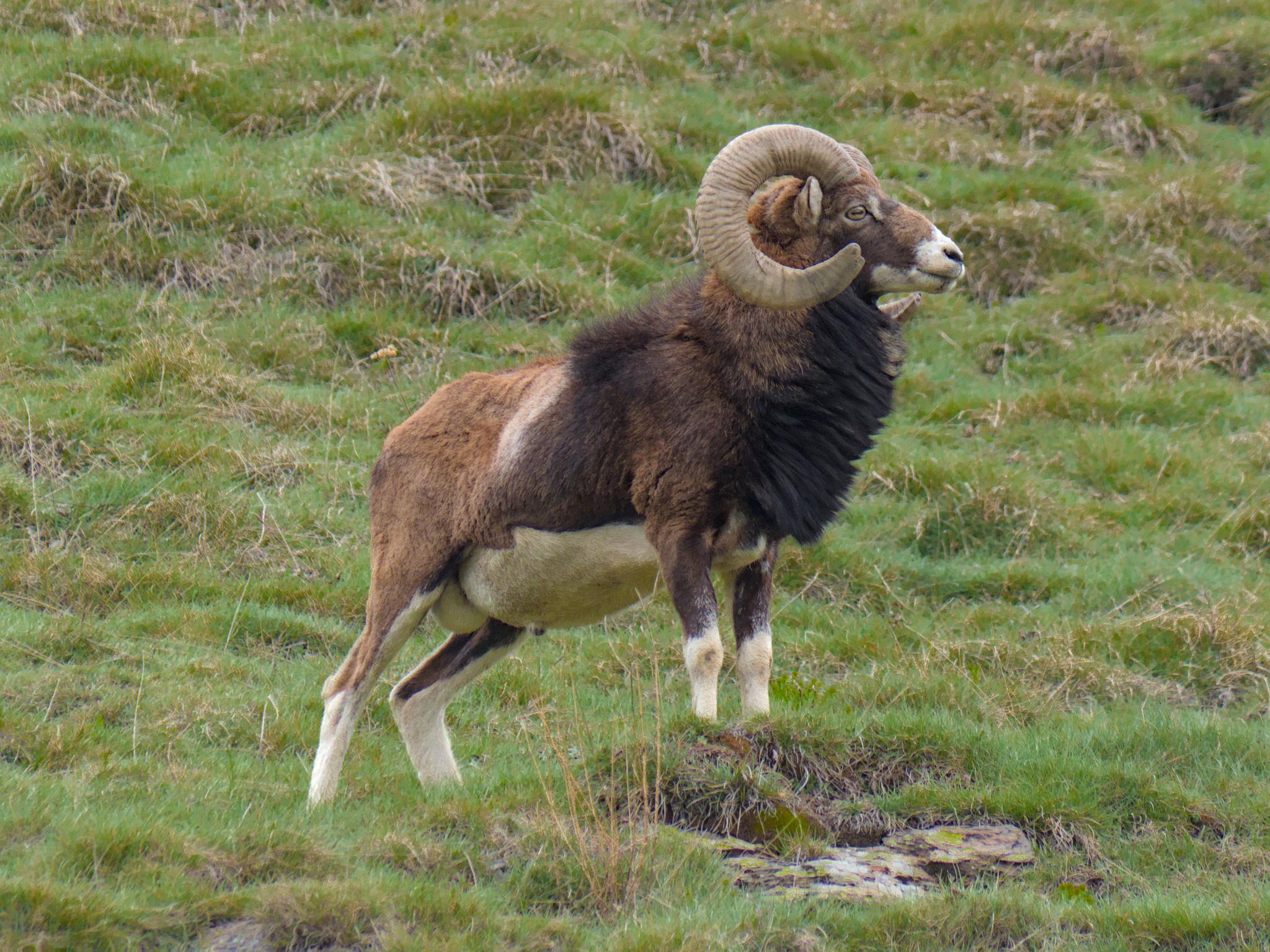 Borrego Doméstico