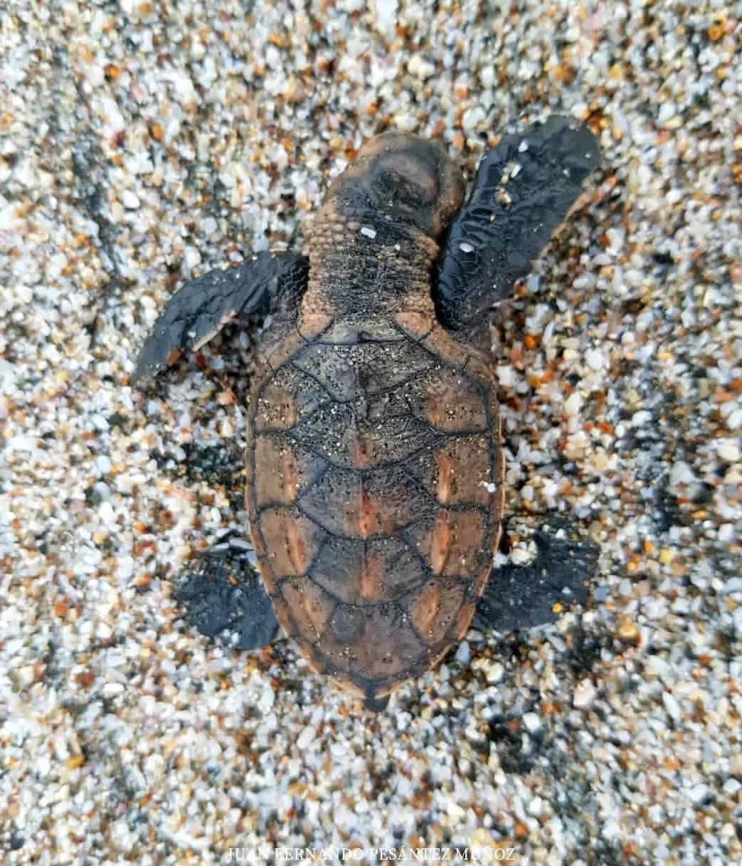 Tortuga carey