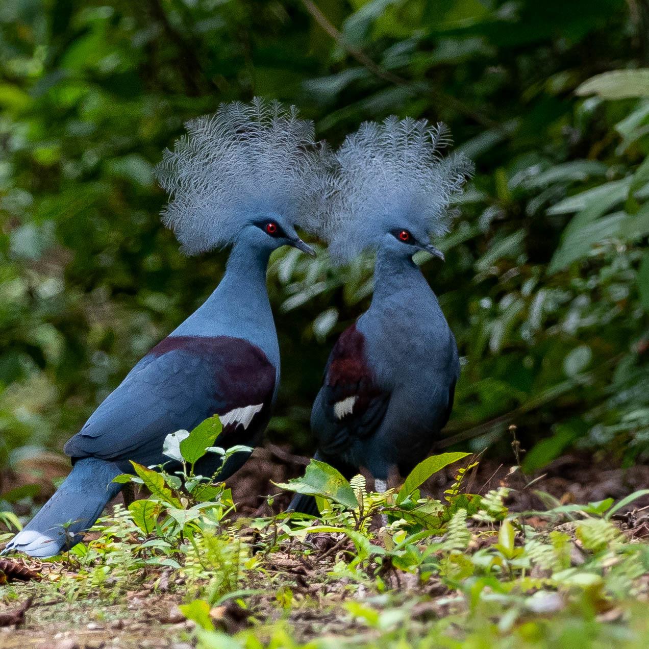 Palomas, tortolitas y coquitas