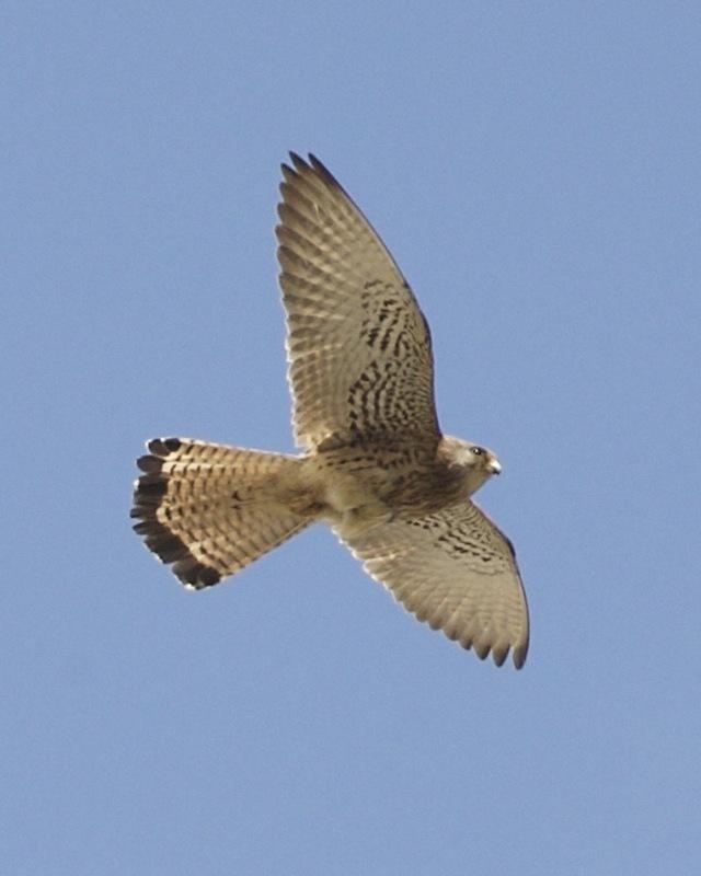 Cernicalo primilla