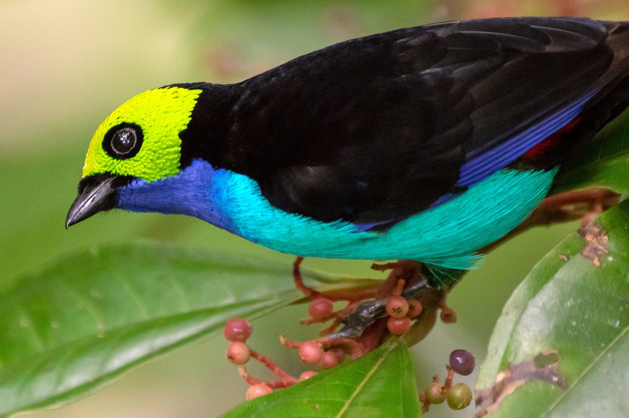 Paradise Tanager