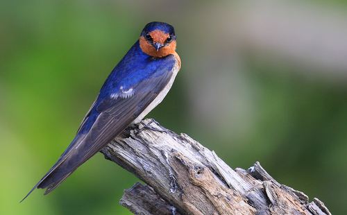 Golondrina australiana