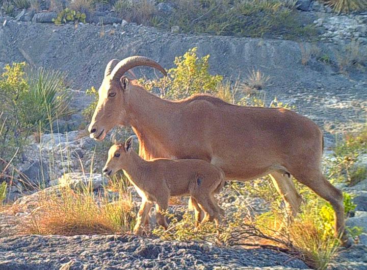 Borrego Aoudad