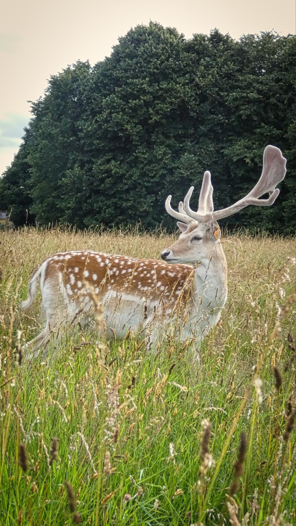 Gamo europeo