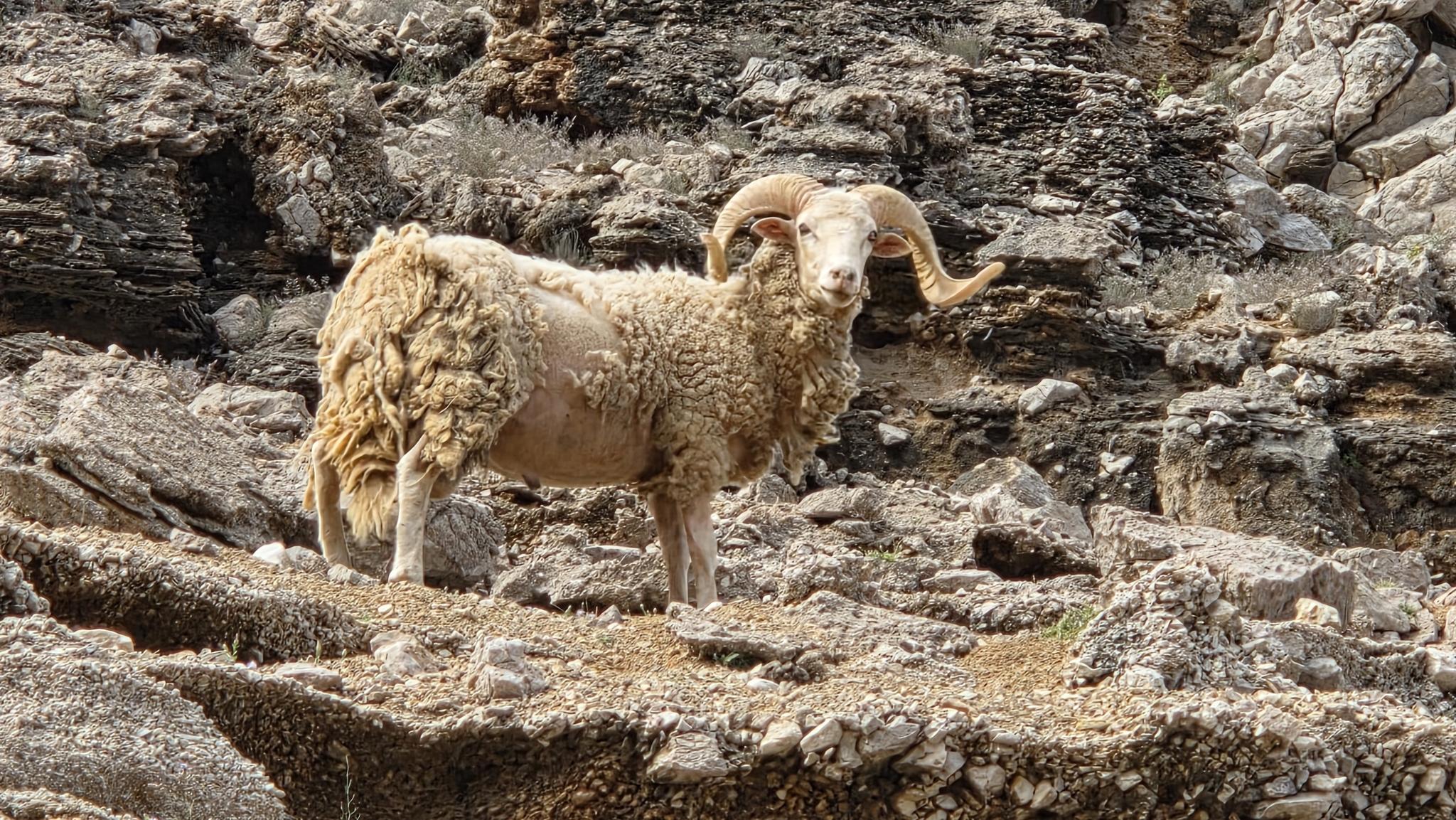 Borrego Doméstico