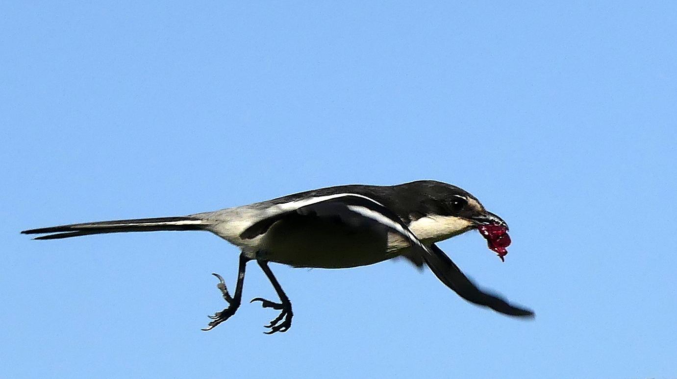Southern Fiscal