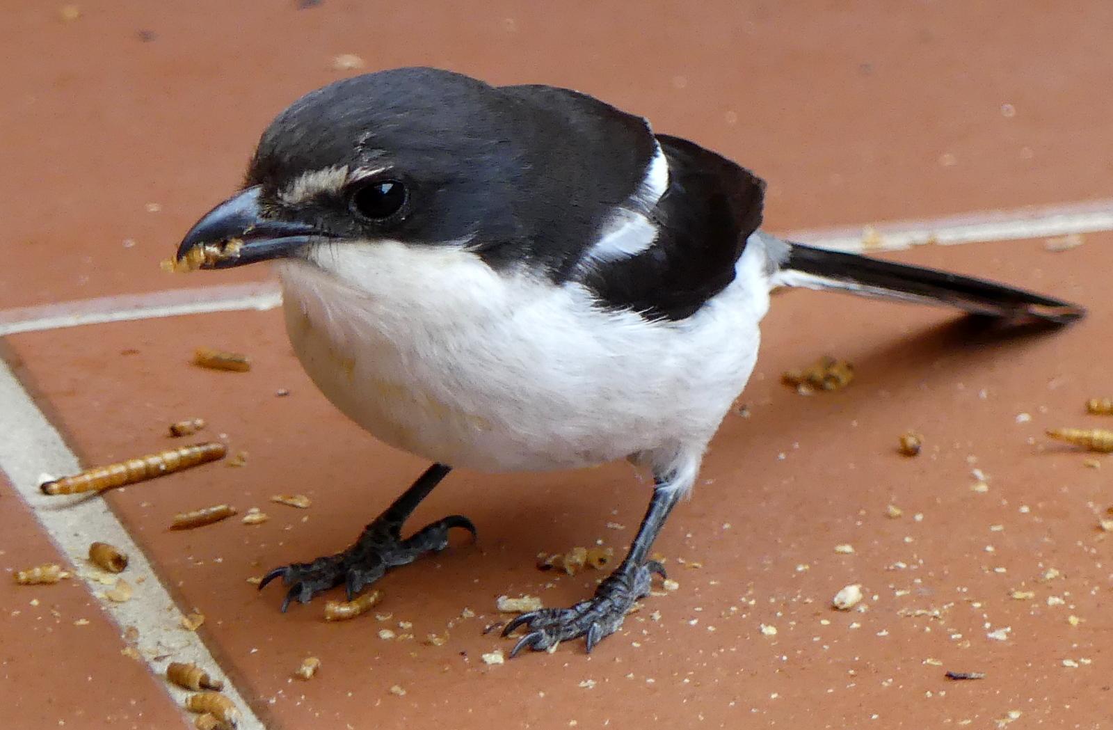 Southern Fiscal