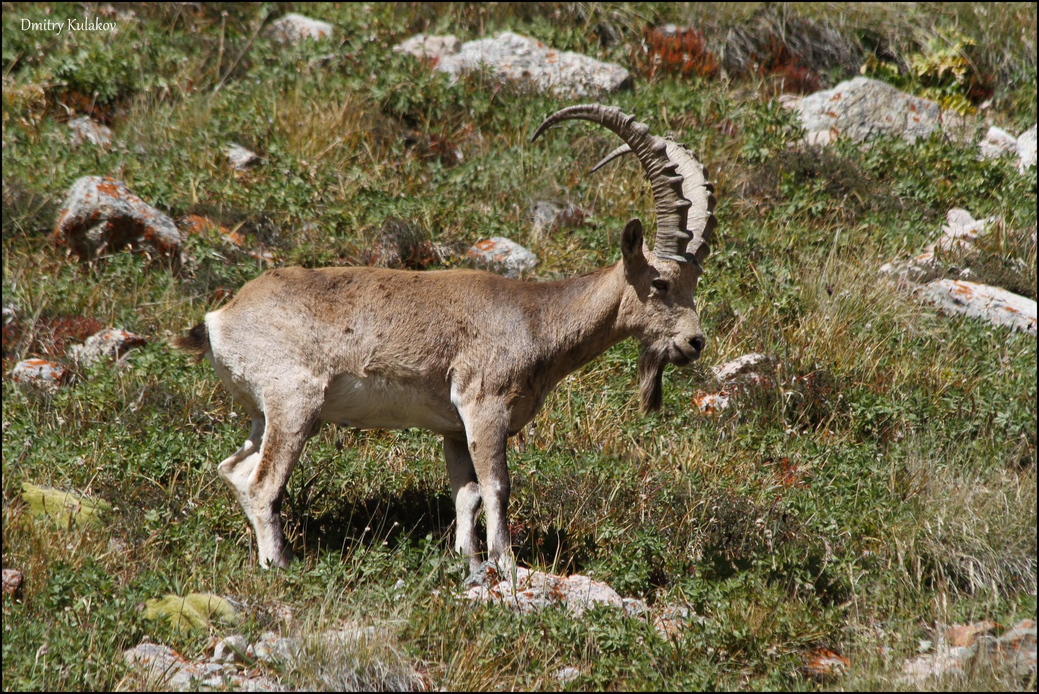 Íbice Siberiano