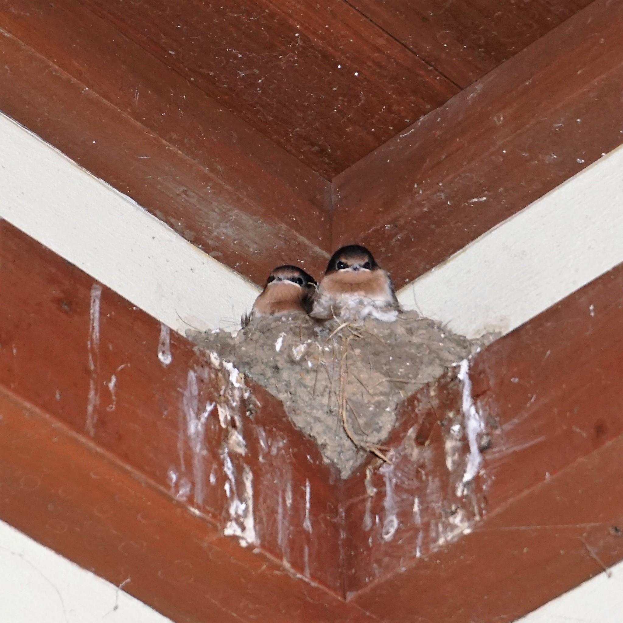 Golondrina australiana