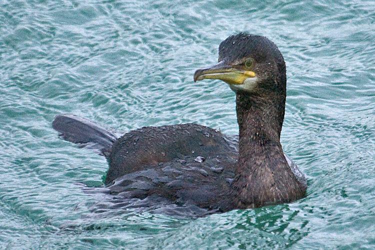 Cormorán moñudo