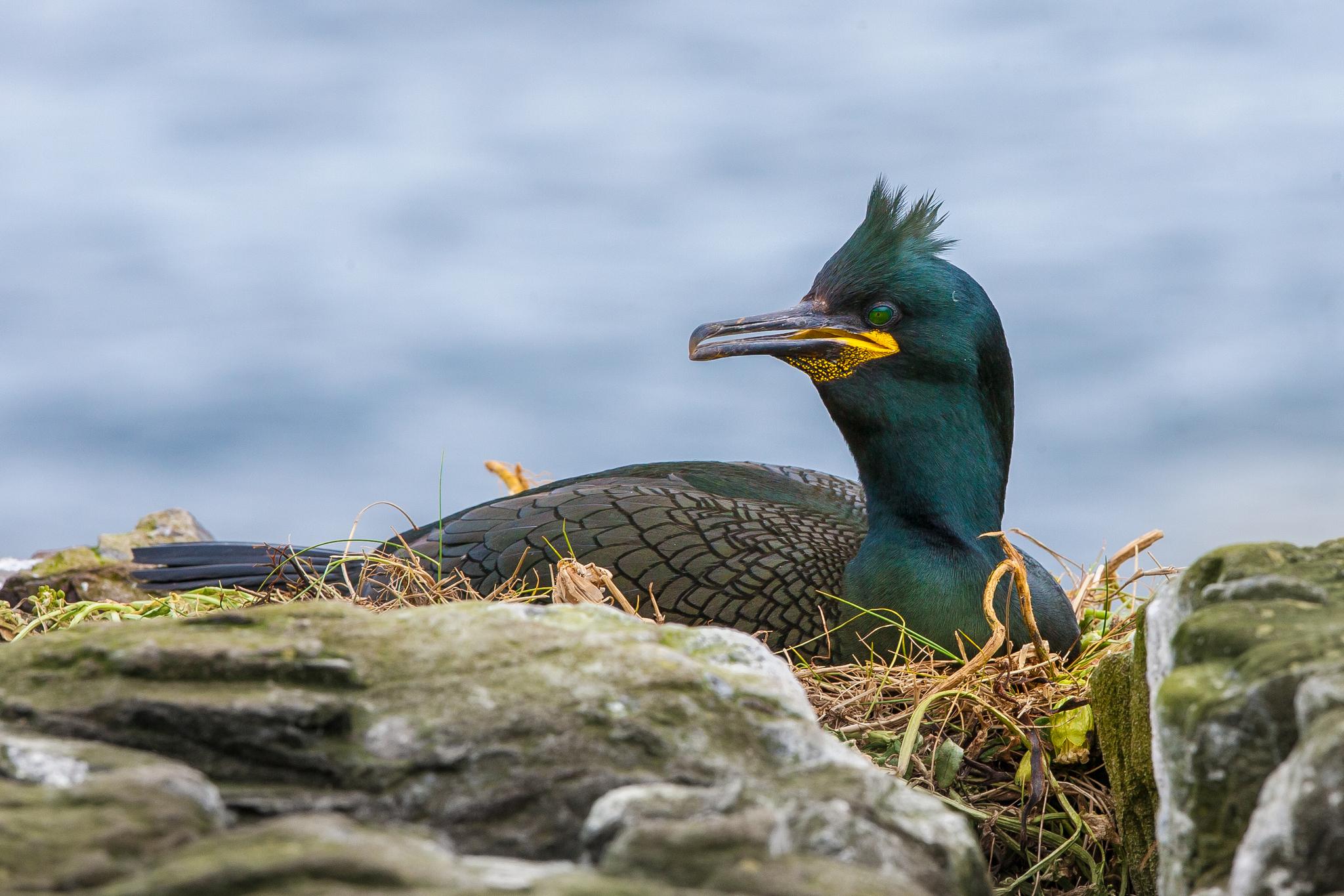 Cormorán moñudo