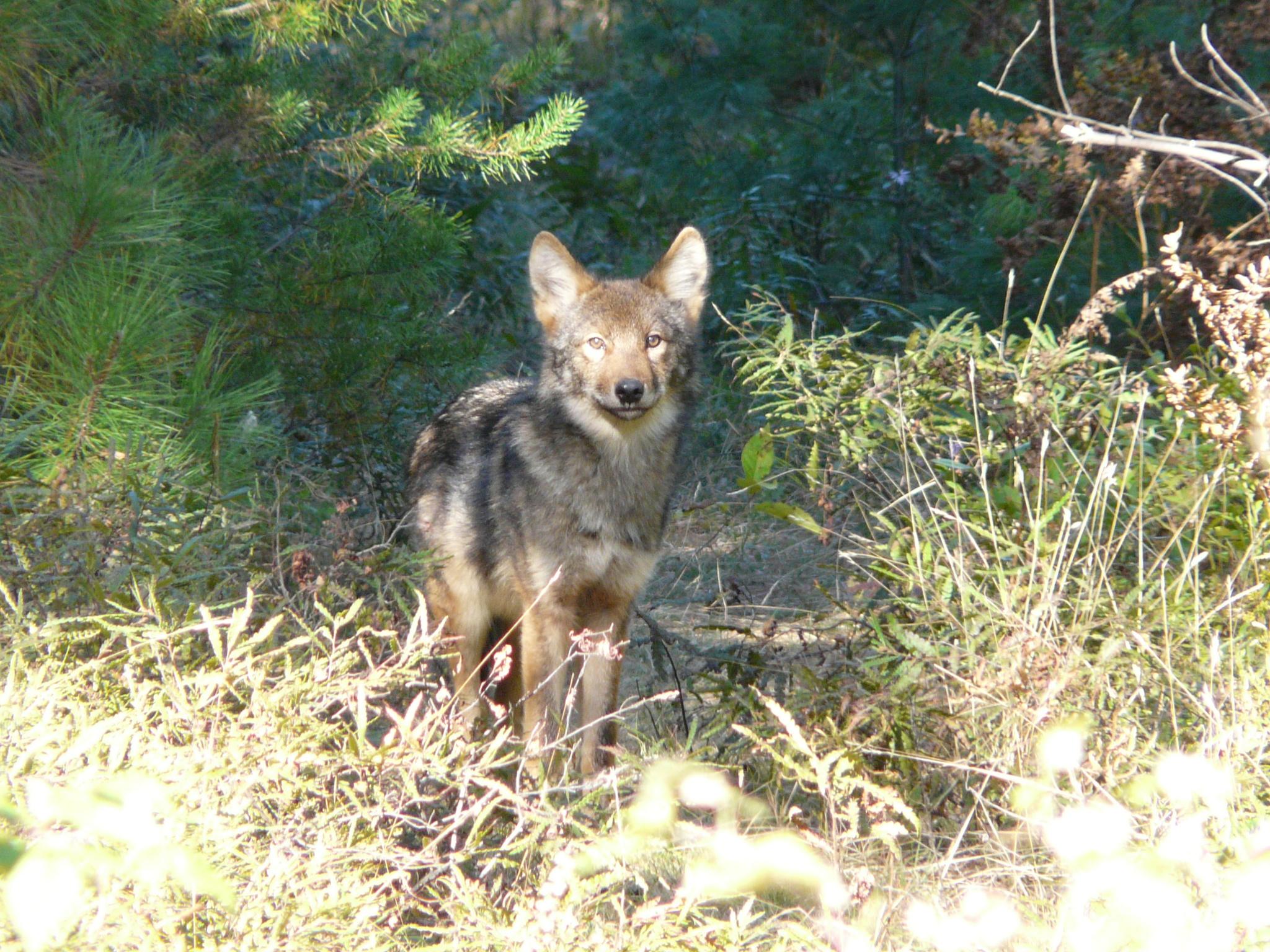 Lobo ciervo