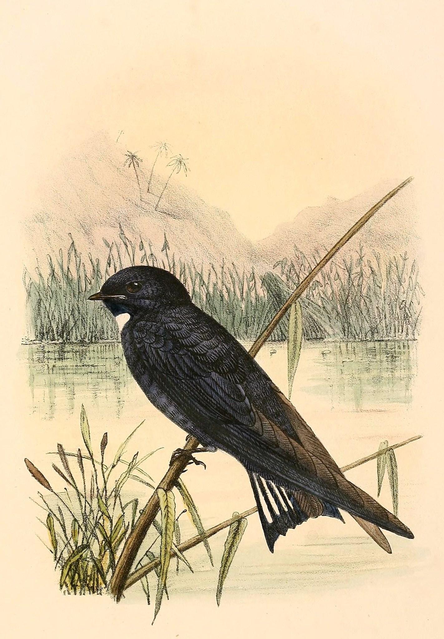 Golondrina Negrita