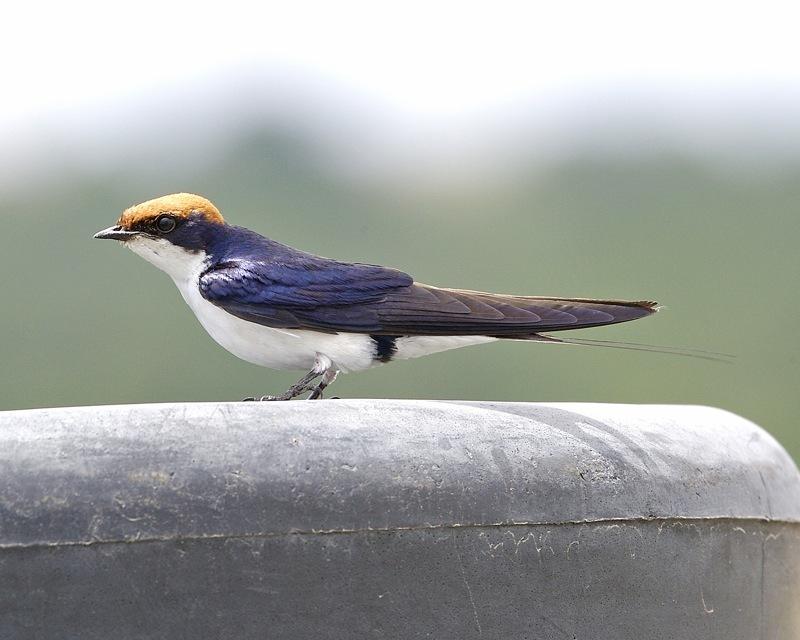 Golondrina colilarga