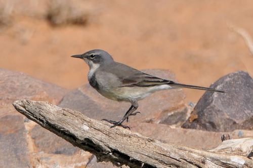 Lavandera de El Cabo