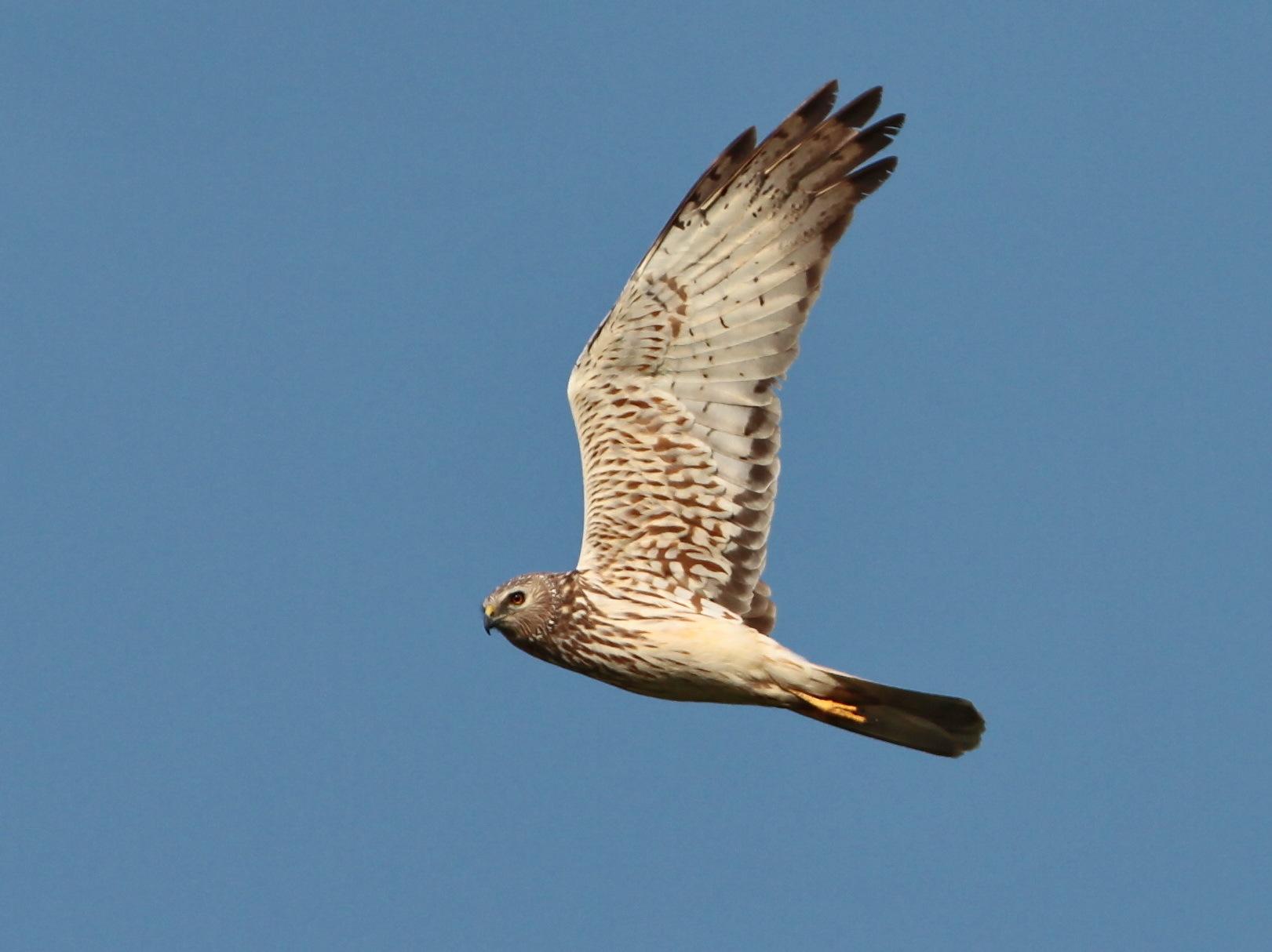Aguilucho lagunero oriental