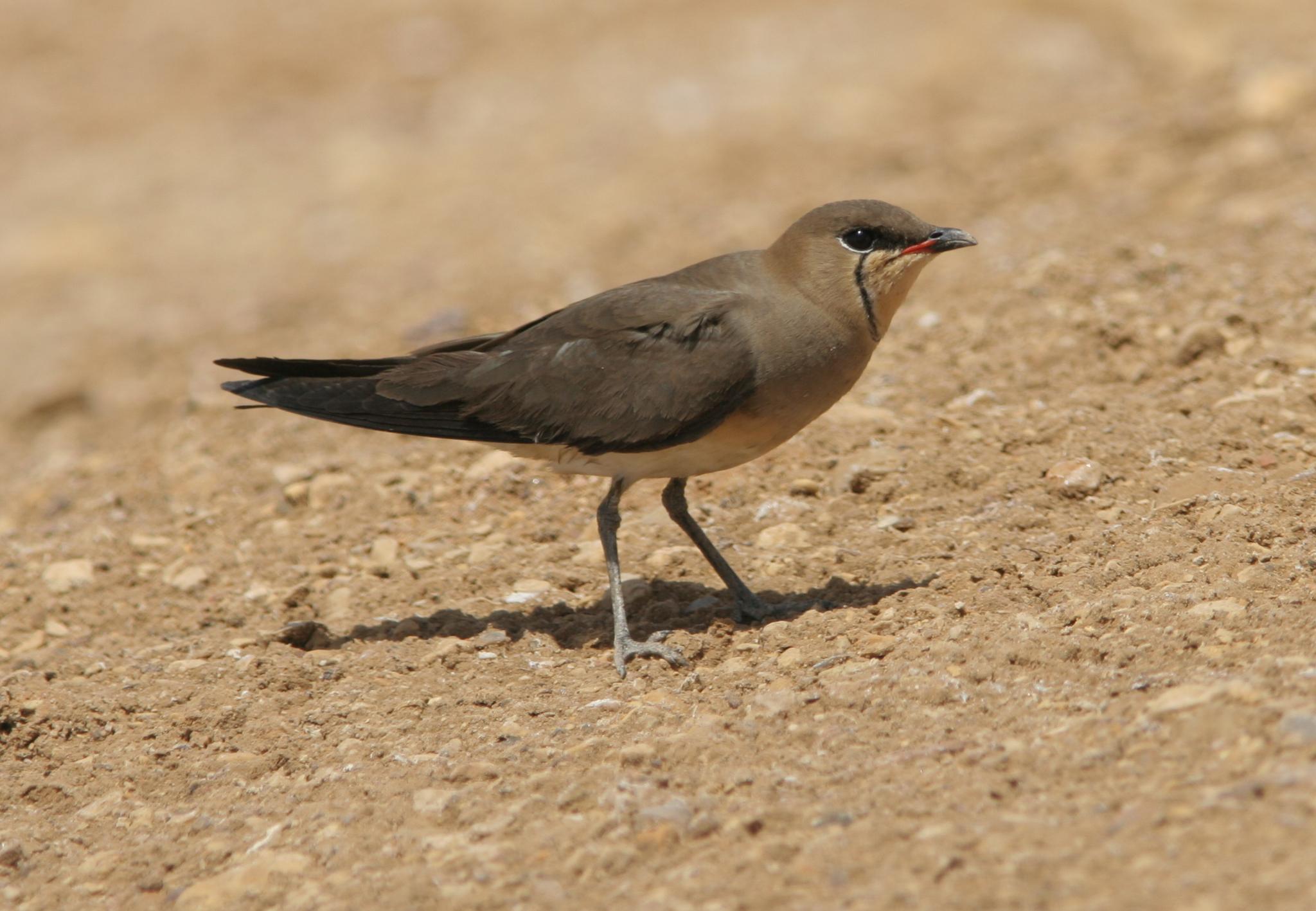 Canastera Alinegra