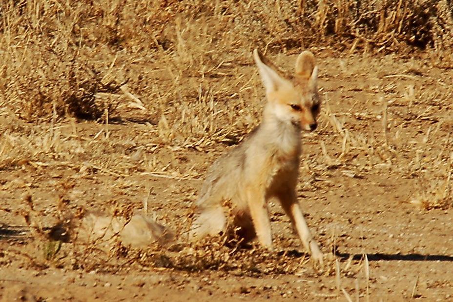 Cape Fox