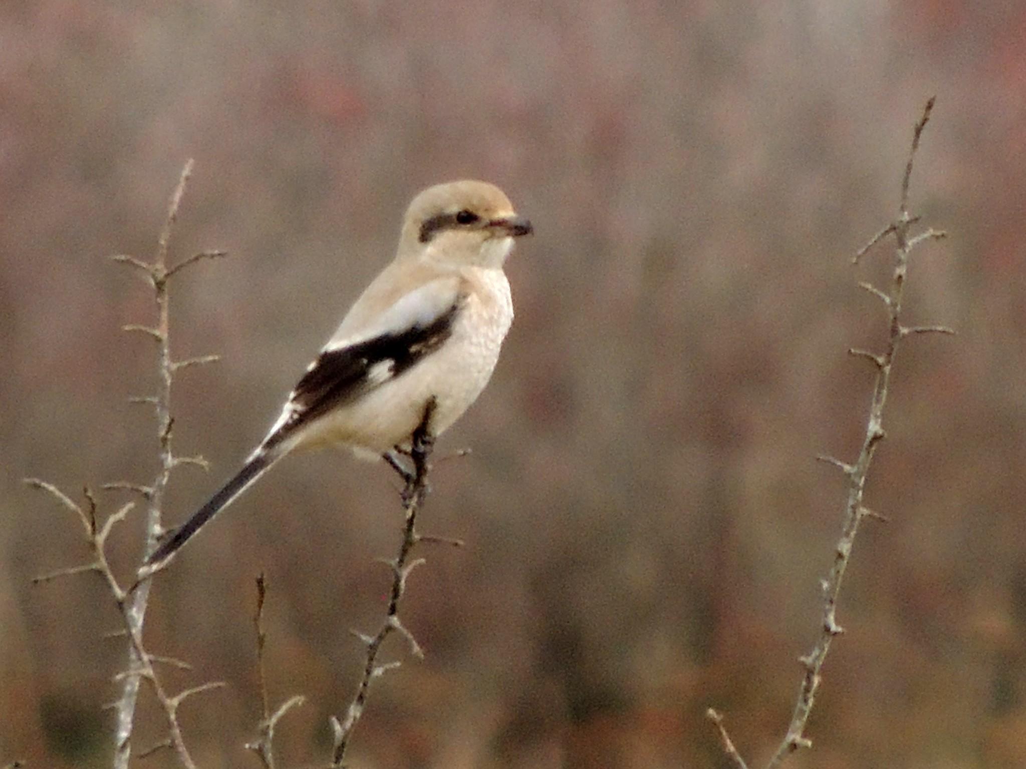 Northern Shrike