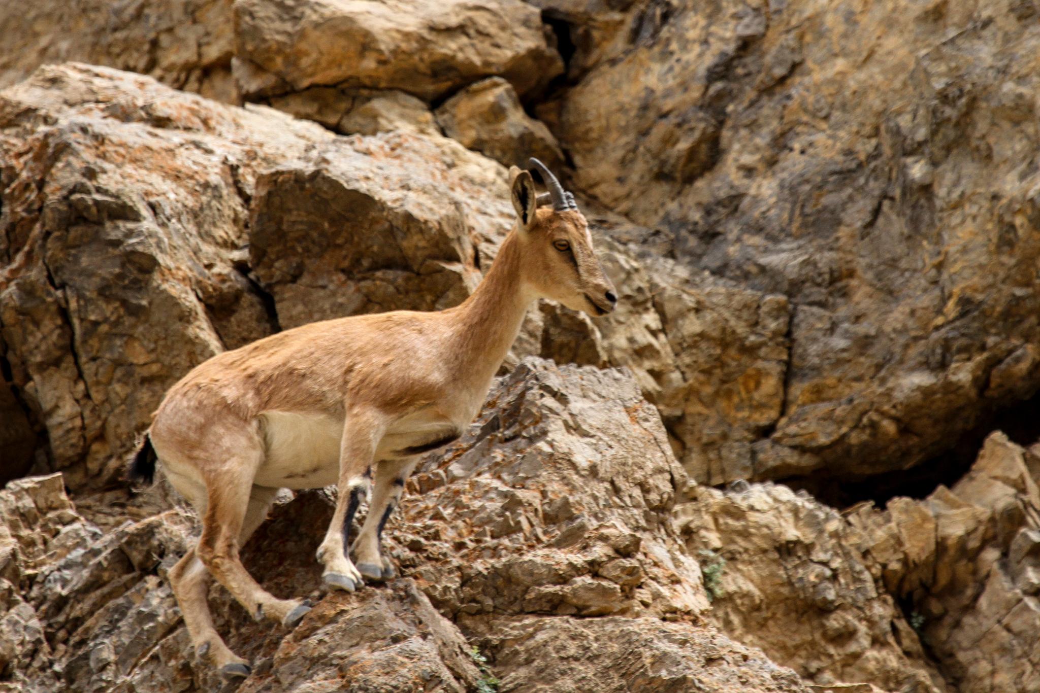 Cabra Salvaje de Persia