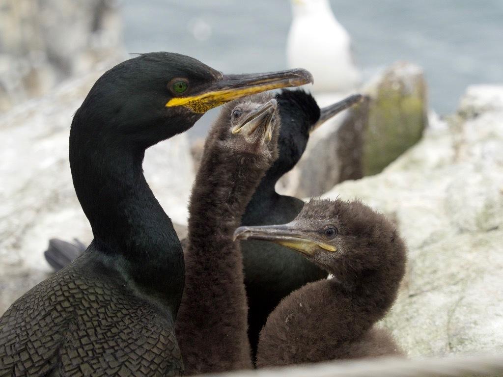 Cormorán moñudo