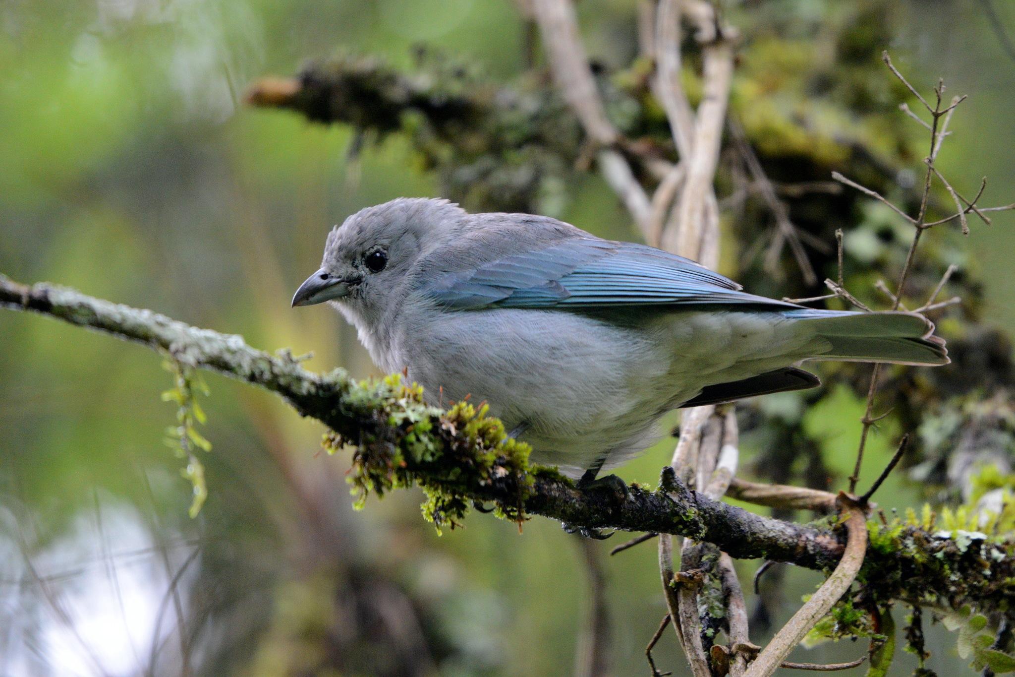 Sayaca Tanager