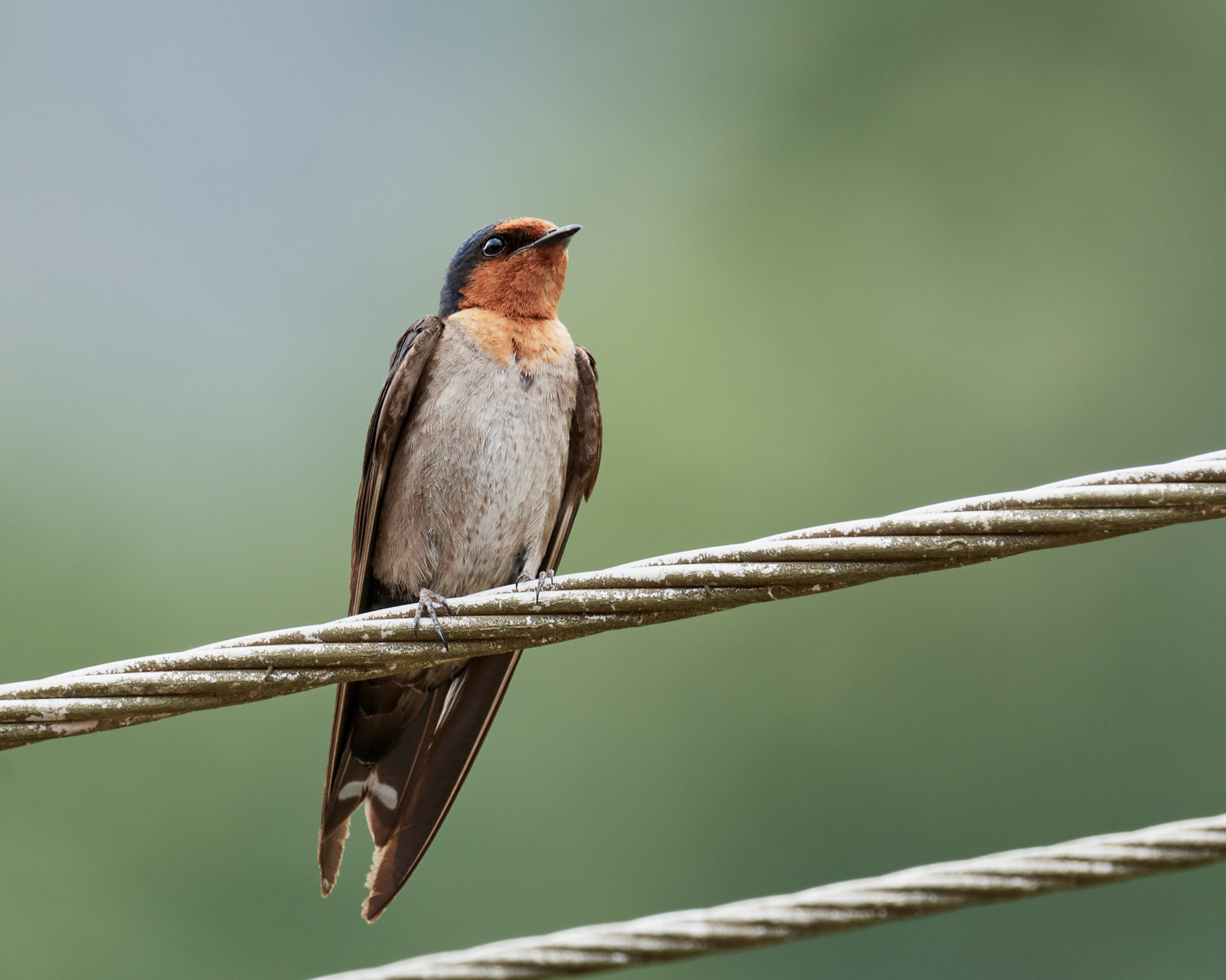 Golondrina de Los Nilgiri