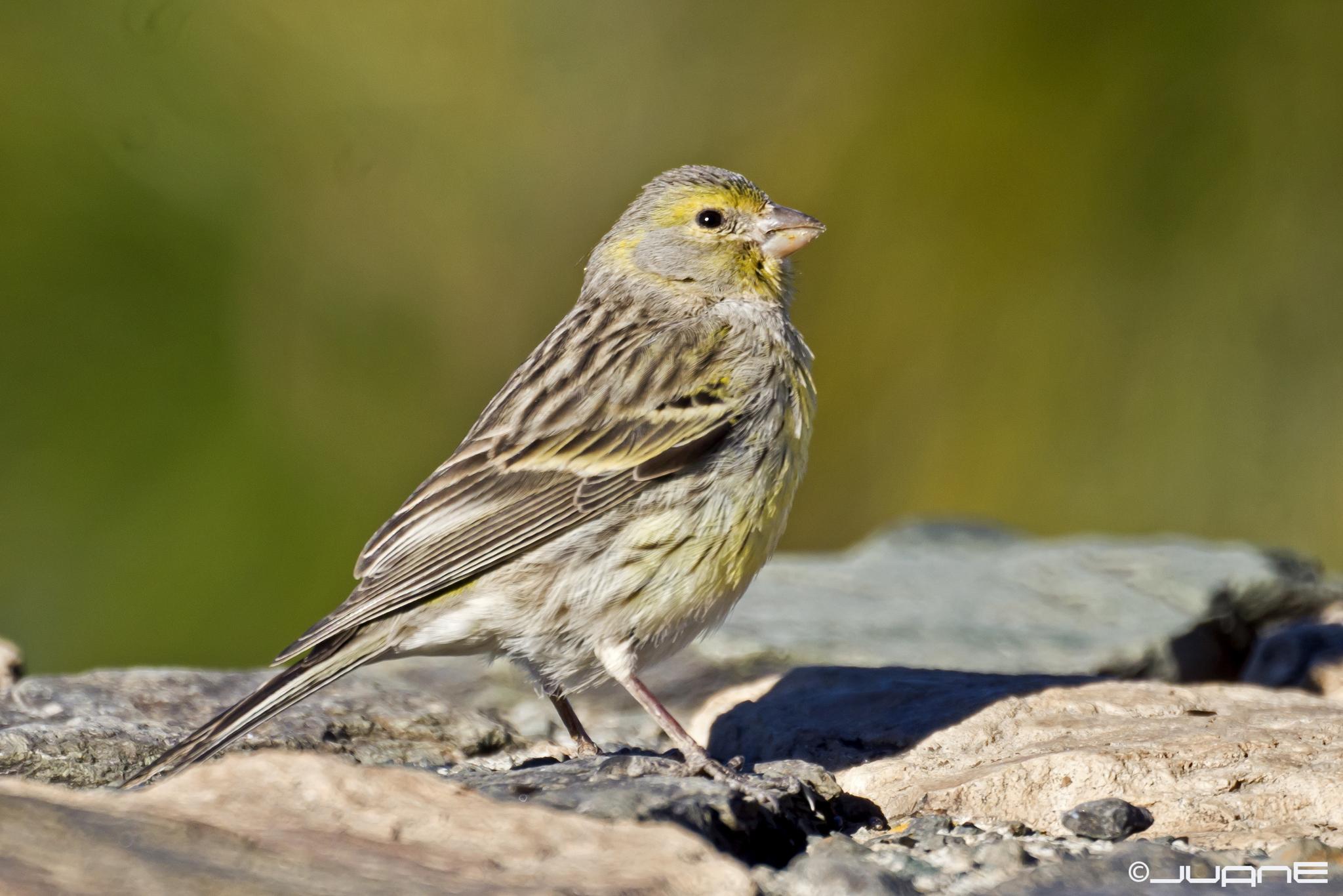 Island Canary