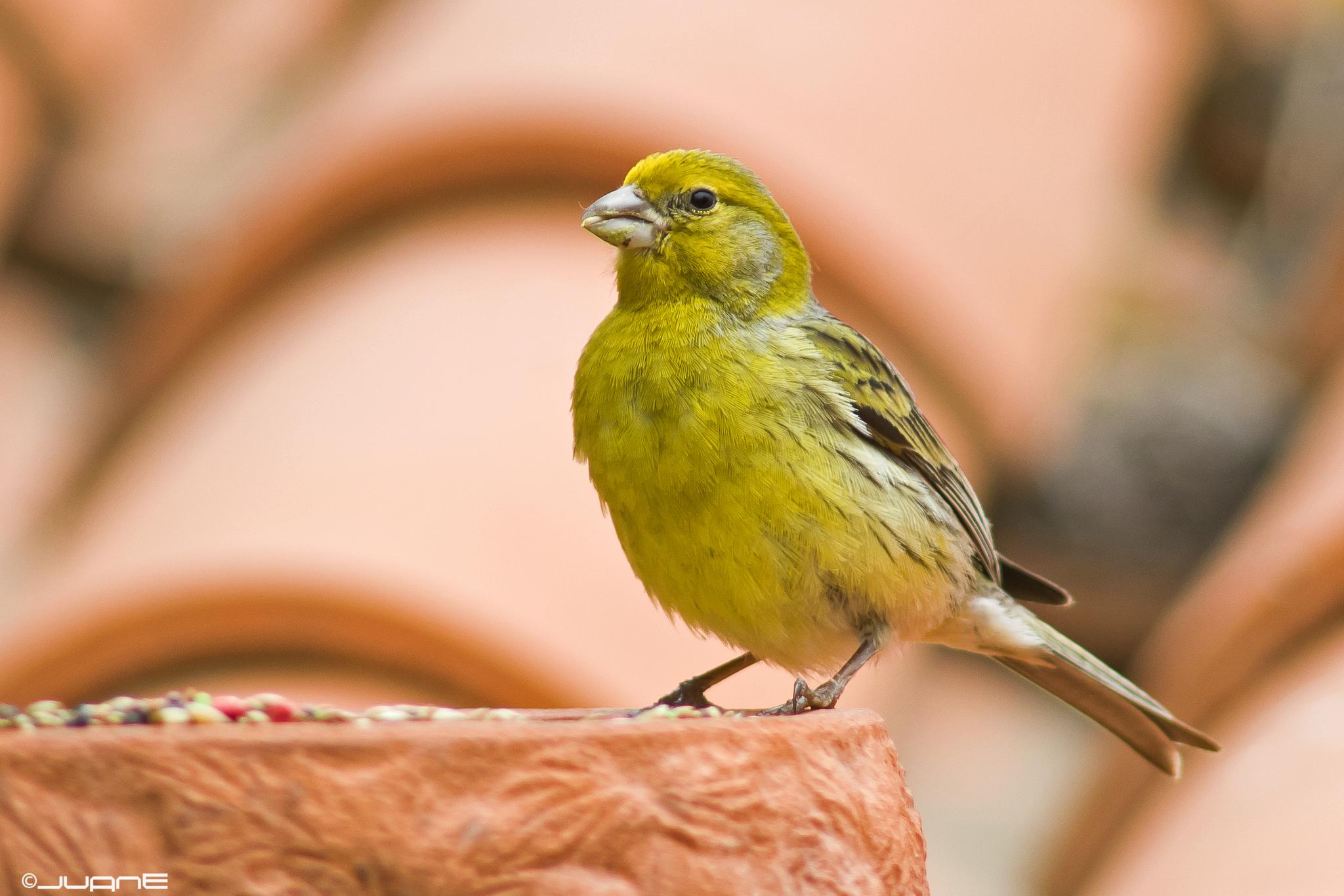 Island Canary