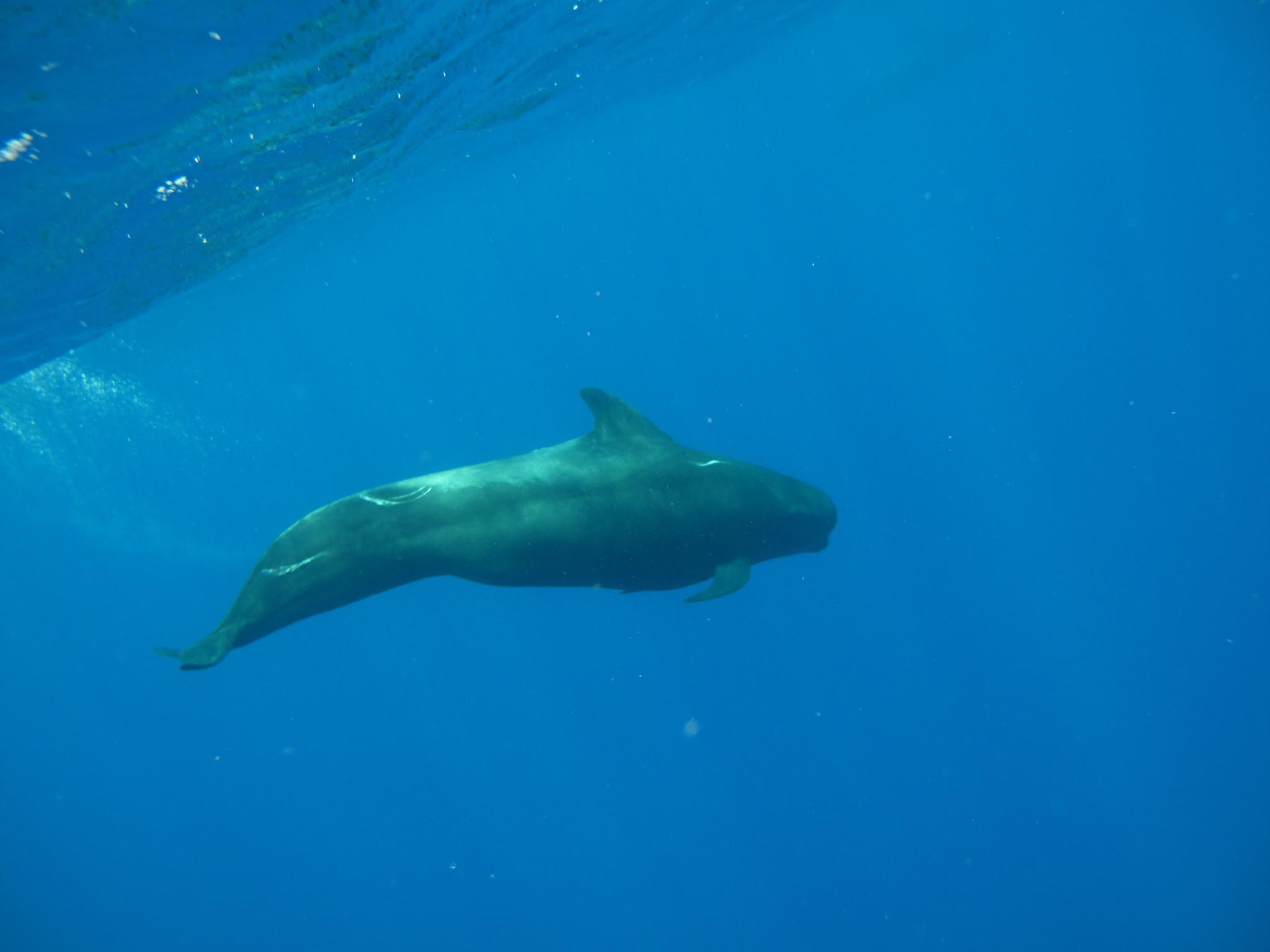 Ballena piloto