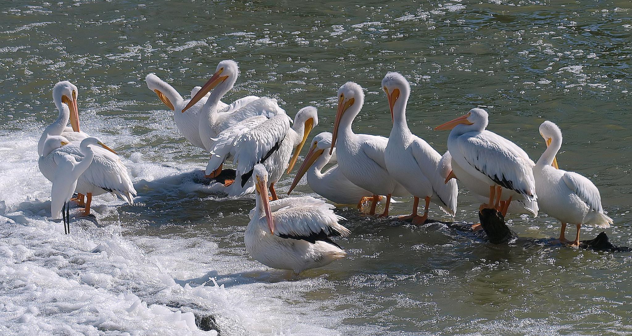 Garzas