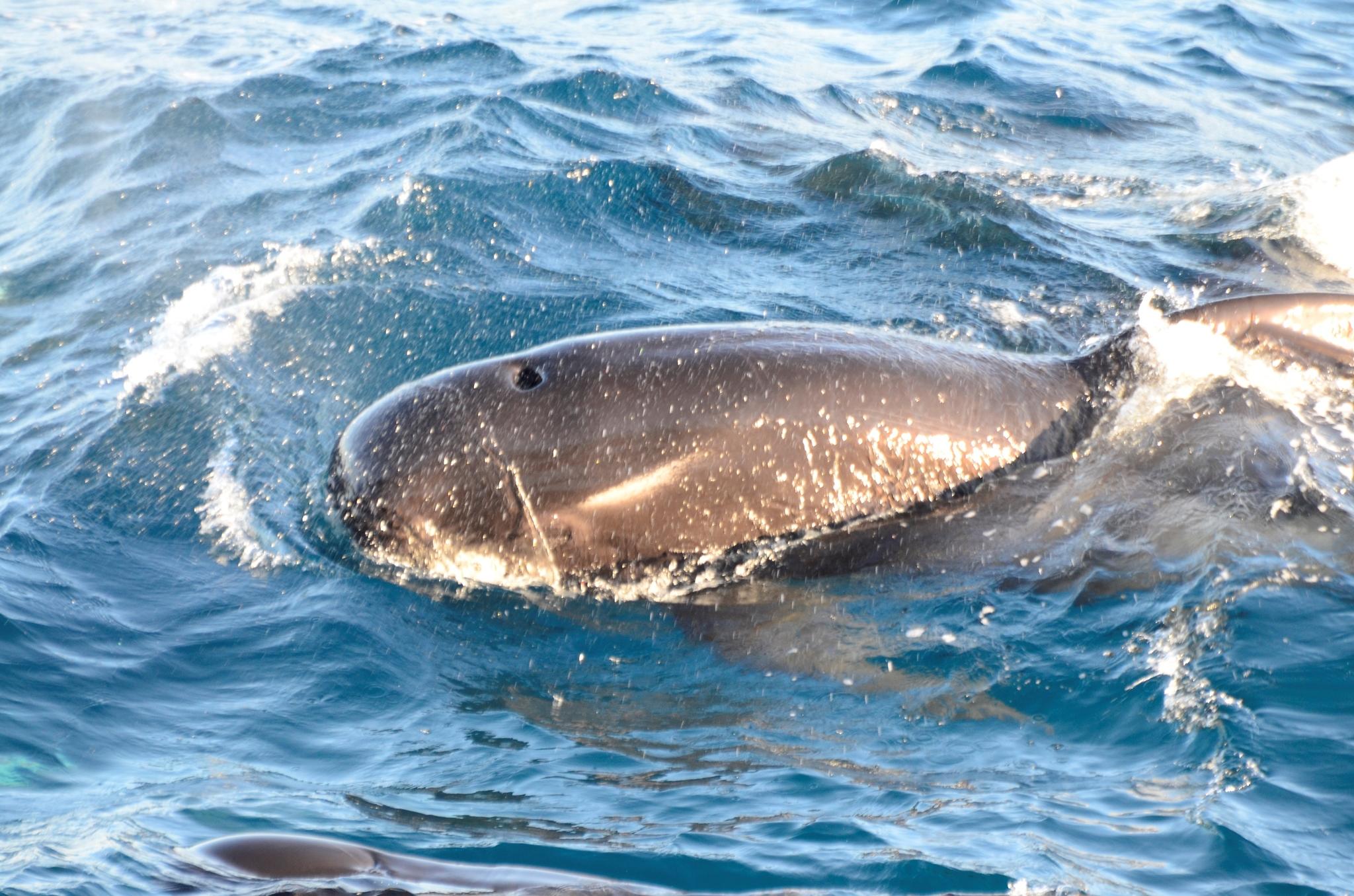 Ballena piloto de aleta larga