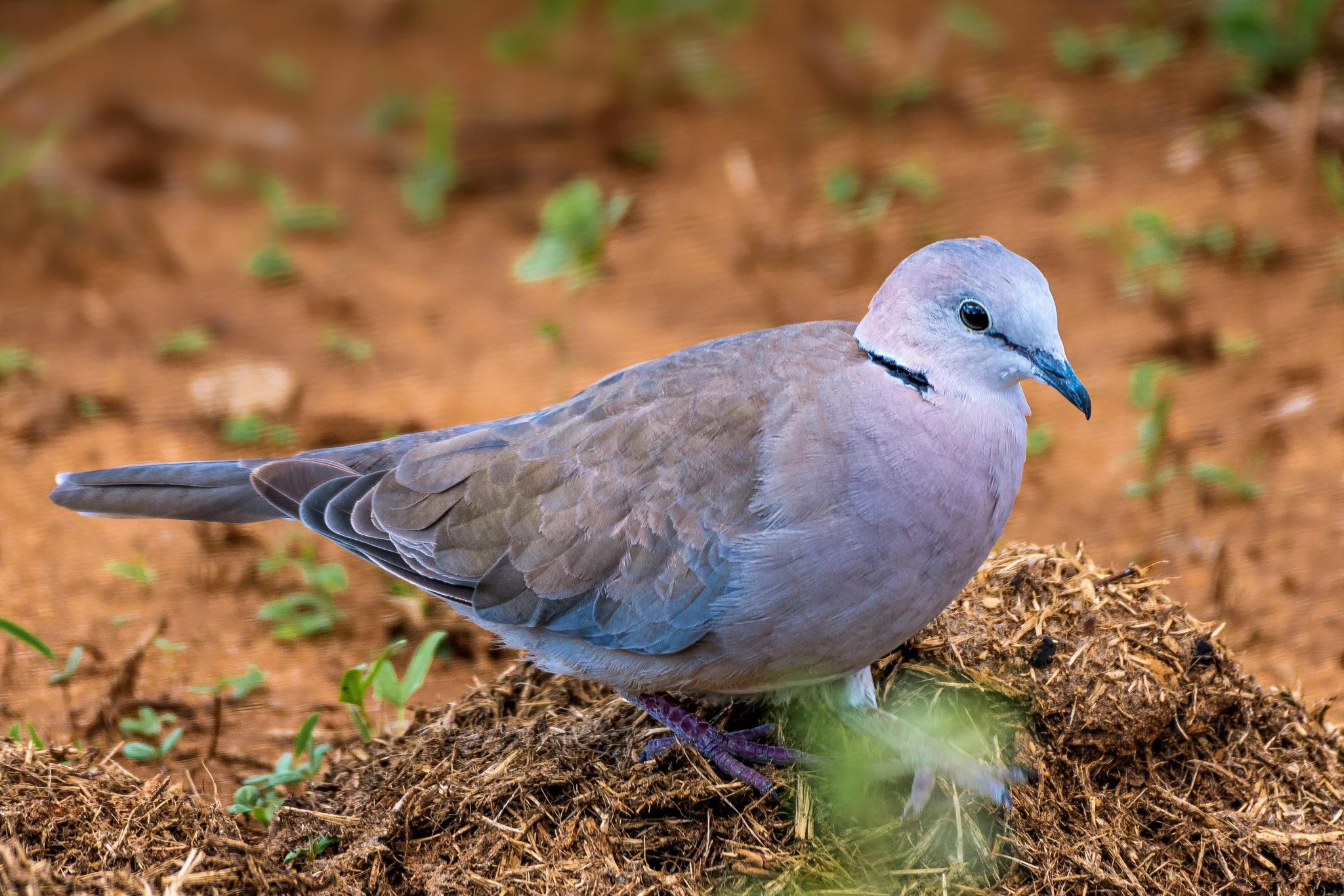 Cape Turtle Dove