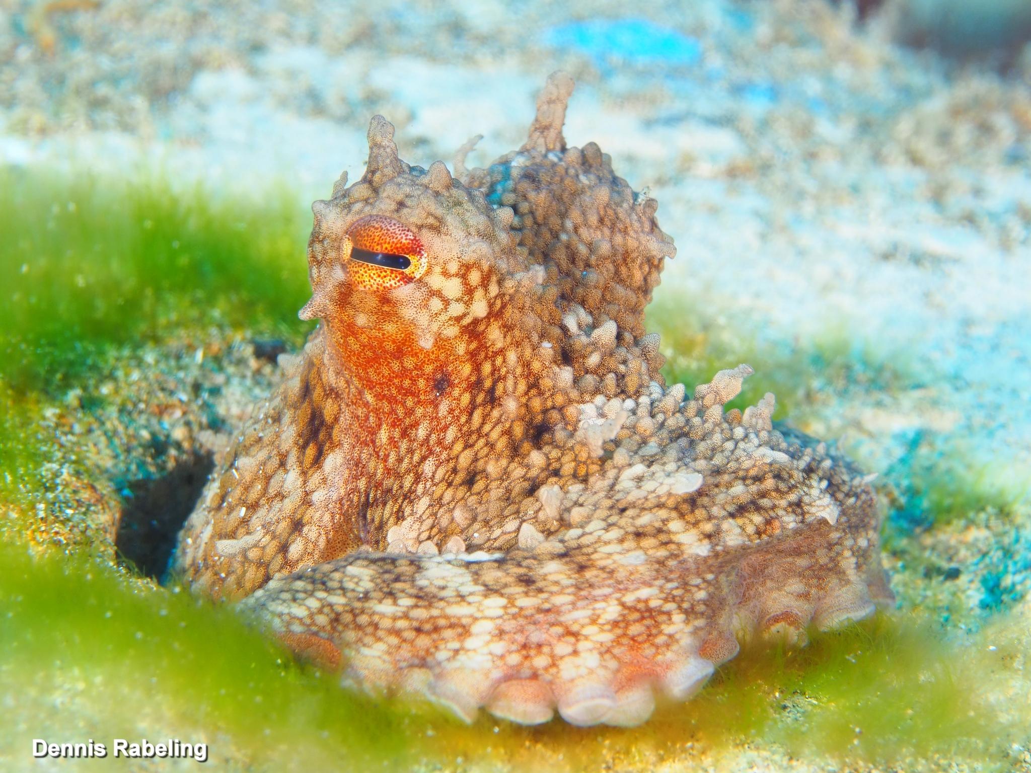 Pulpo de roca del Atlántico