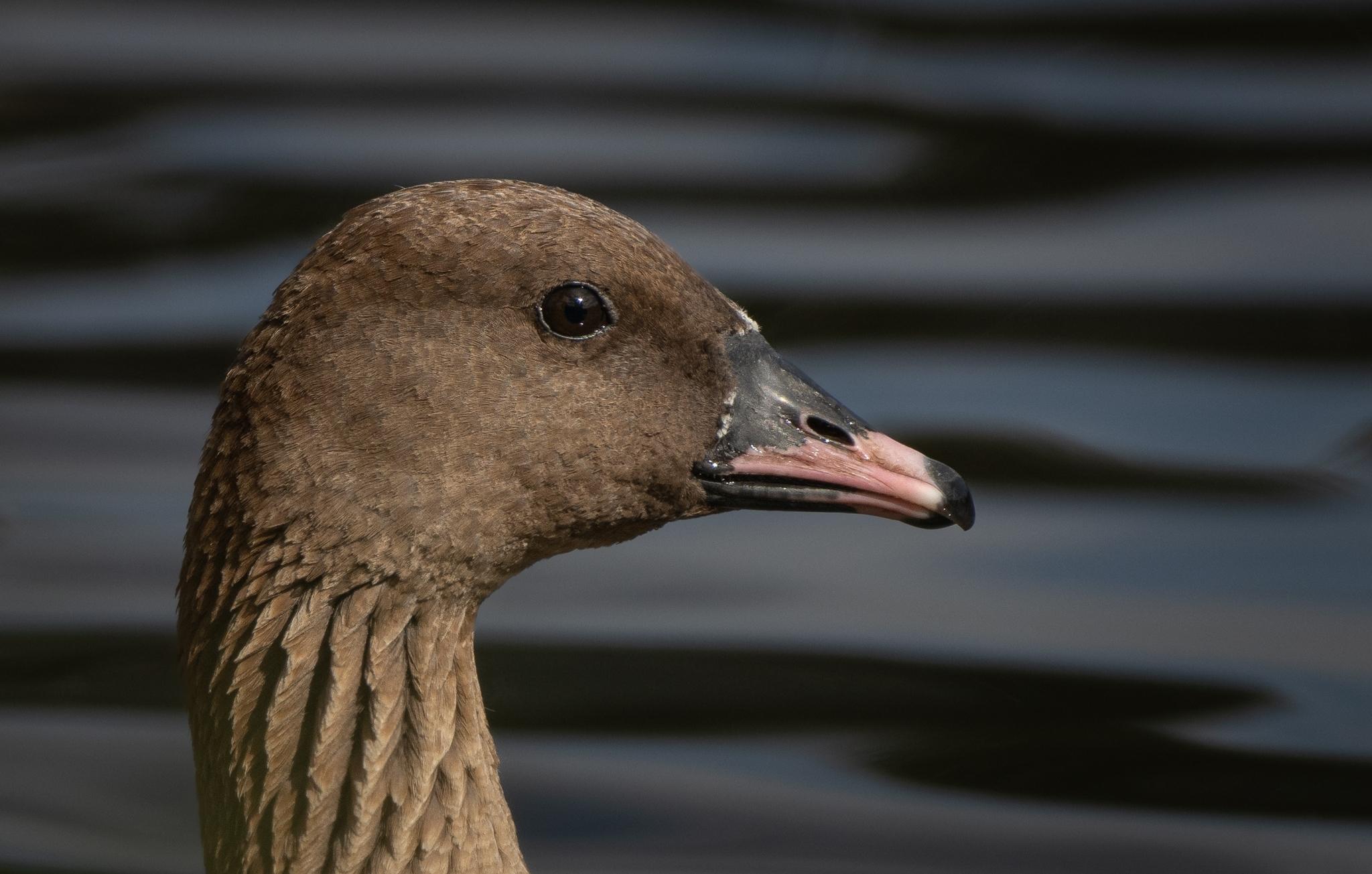 Pink-footed Goose