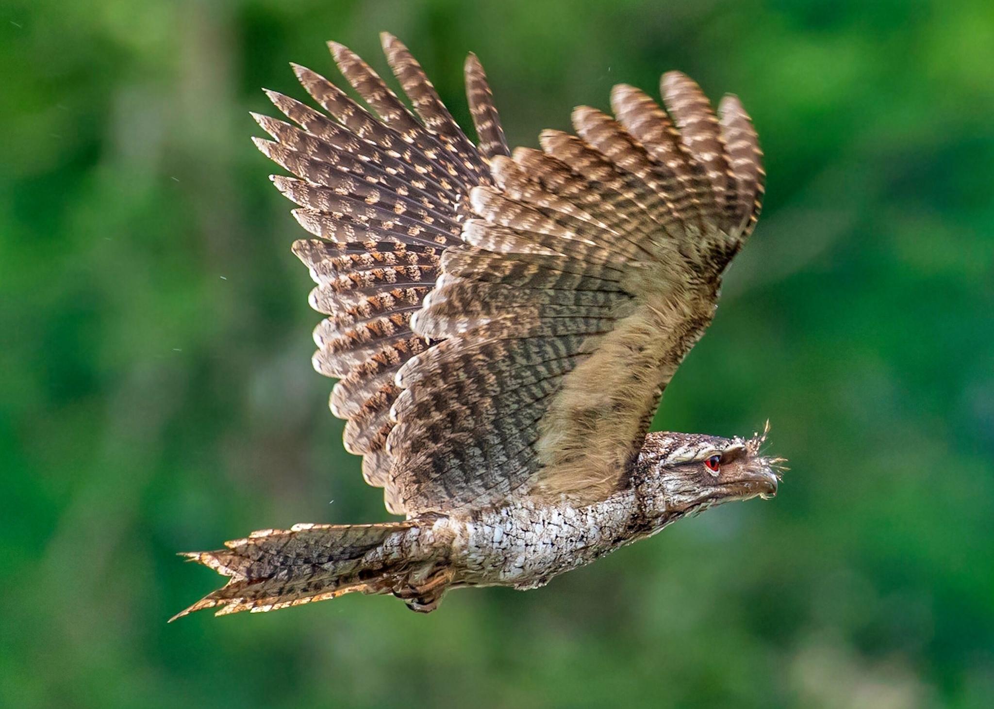 Aves