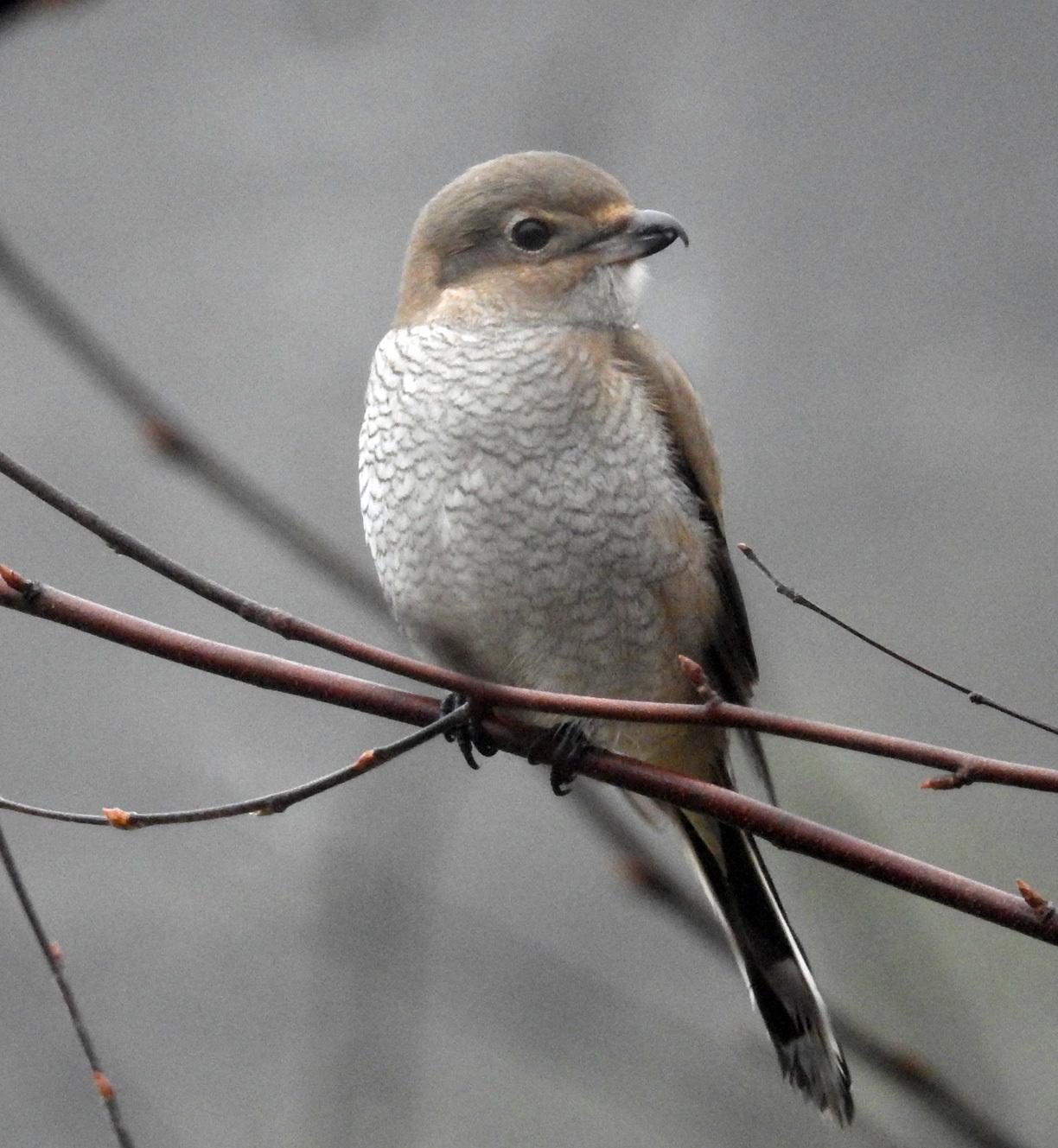 Northern Shrike