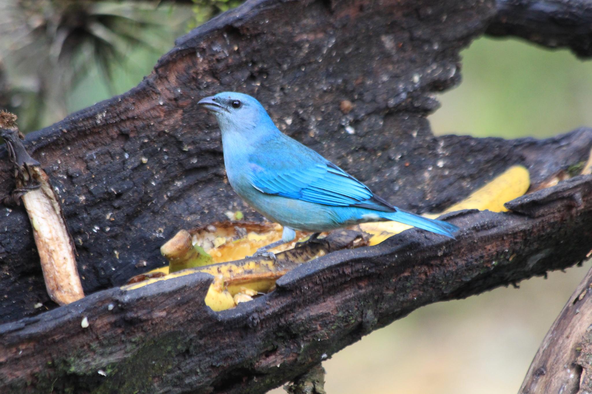 Azure-shouldered Tanager